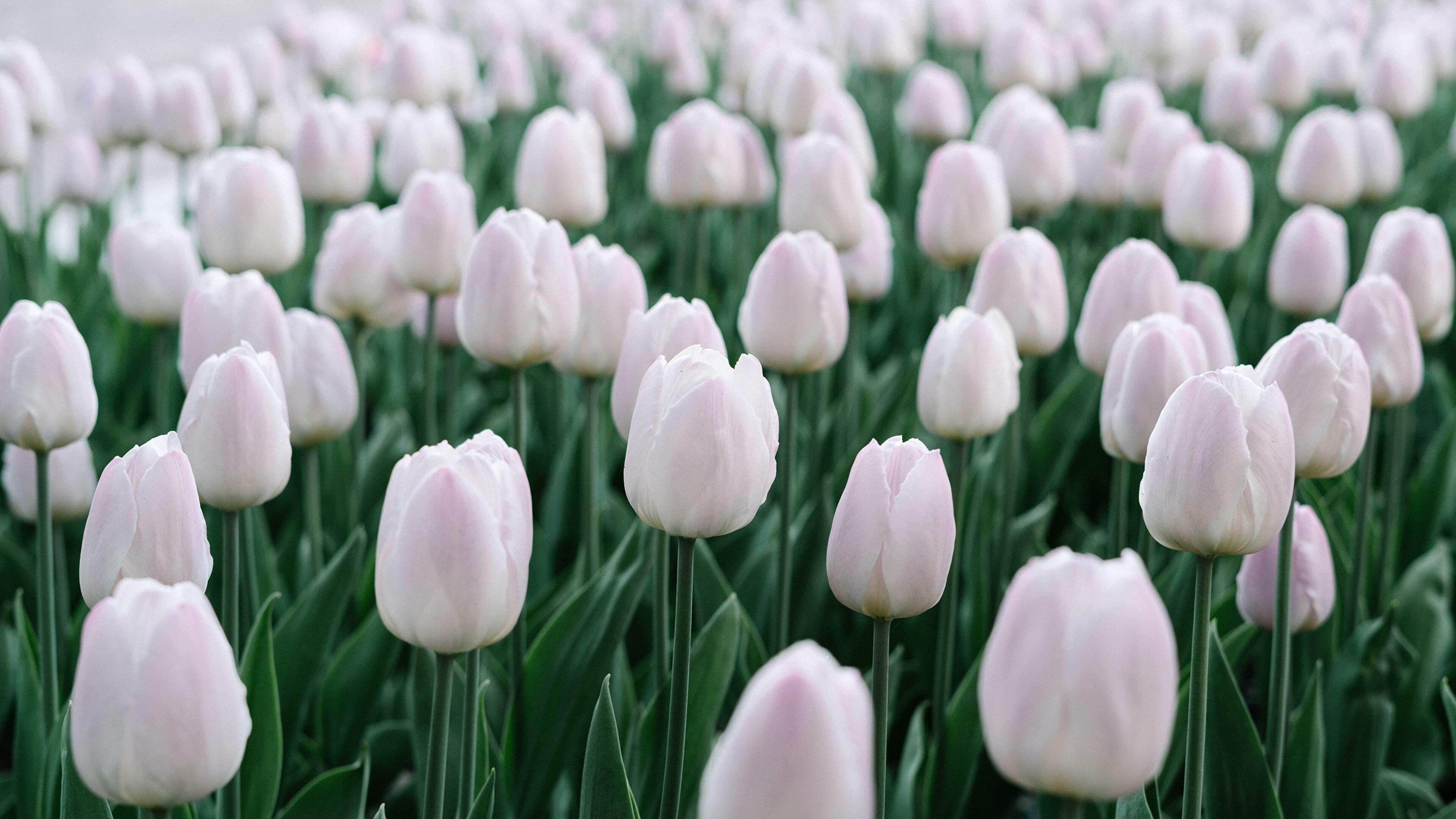 3840x2160 White Tulips Wallpaper Free White Tulips Background, Desktop