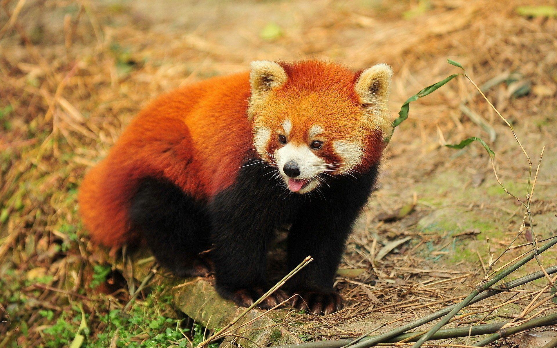 1920x1200 Red Panda HD Wallpaper, Desktop