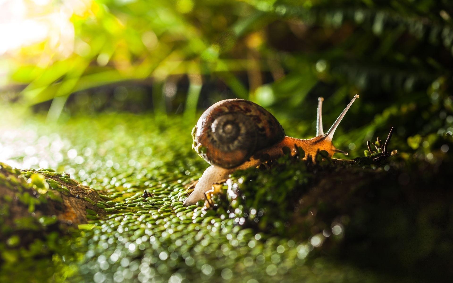 1920x1200 Snail HD Wallpaper and Background. HD Wallpaper, Desktop