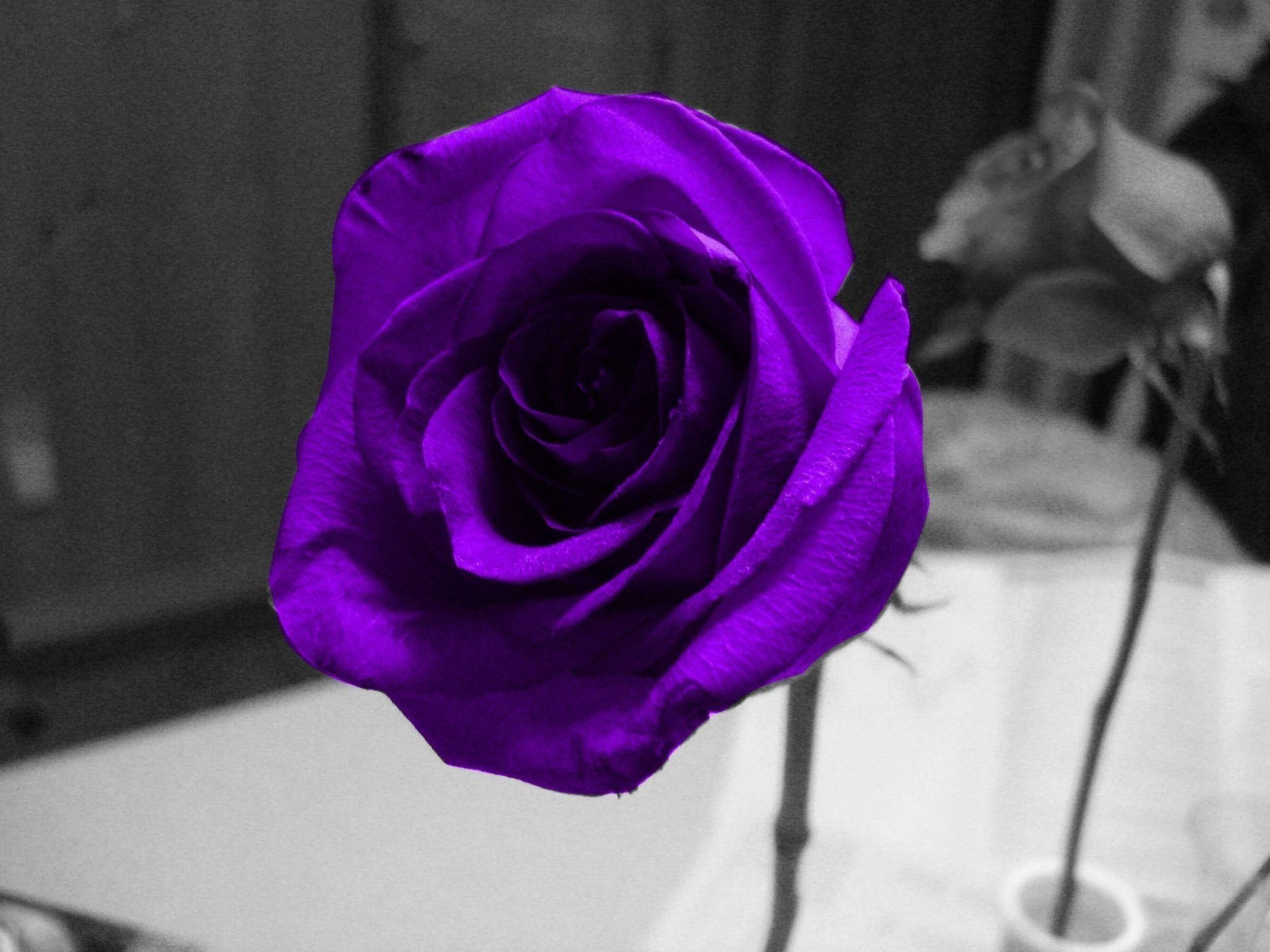 1880x1410 Purple Rose Wallpaper HD, Desktop