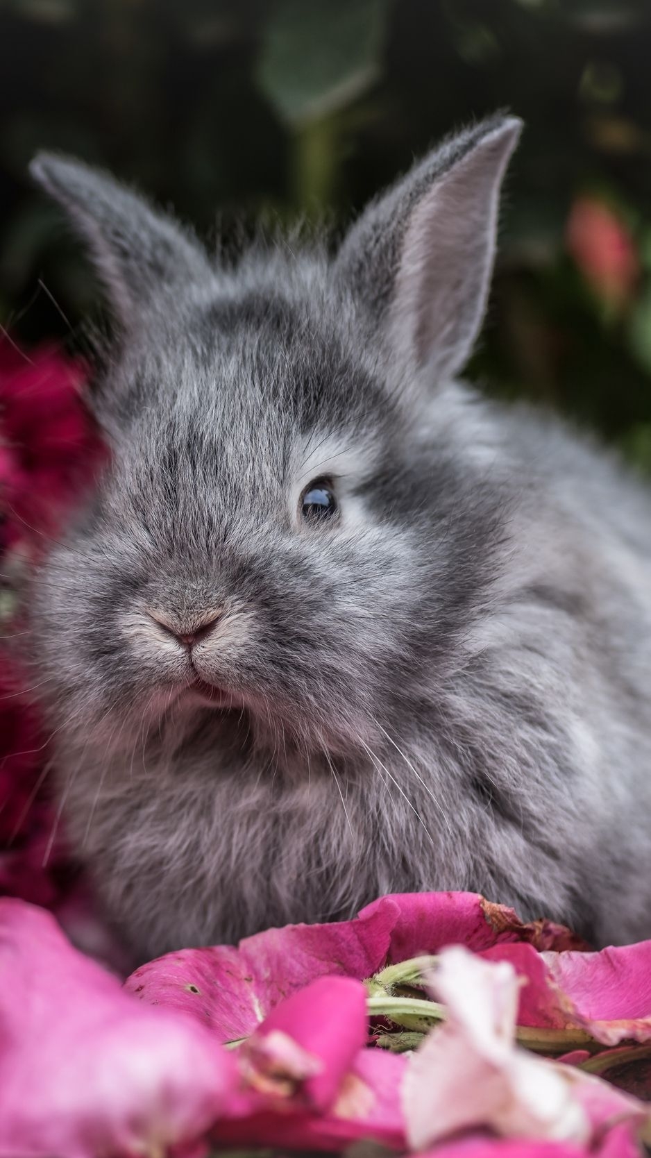 940x1670 Rabbit, rabbits, fluffy, gray, flowers wallpaper, background, Phone