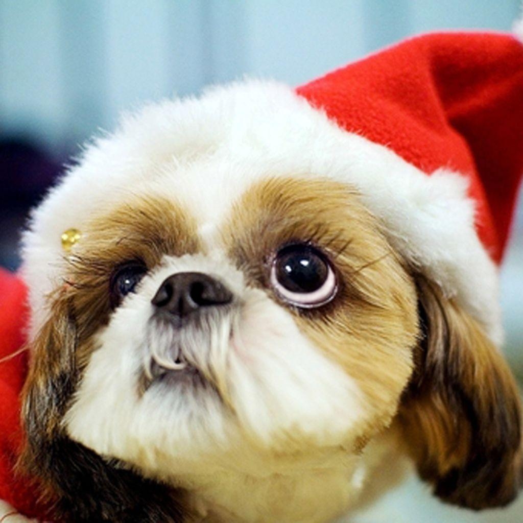 1030x1030 Free Download Christmas Pets iPad Wallpaper Christmas Dogs. Pet, Phone