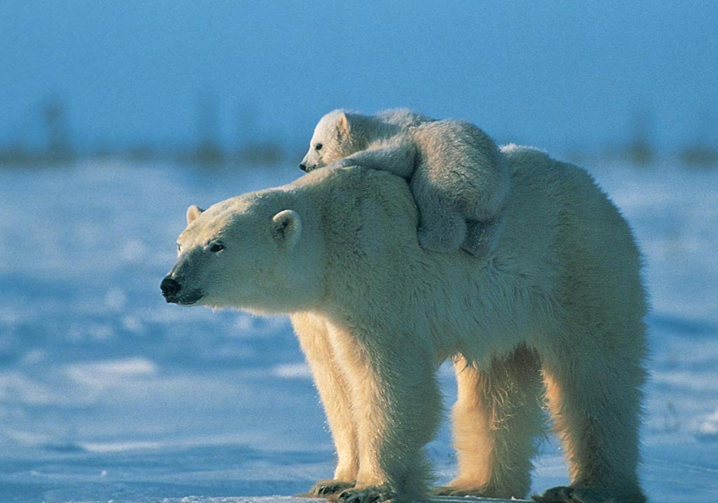 2300x1610 Polar Bear Wallpaper. Polar Bear Background, Desktop