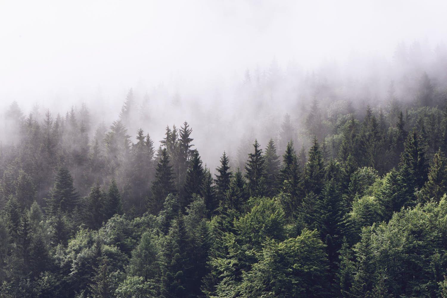 1500x1010 Cloudy forest Wallpaper from Happywall.com. Woodland wallpaper, Forest wallpaper, Misty forest, Desktop