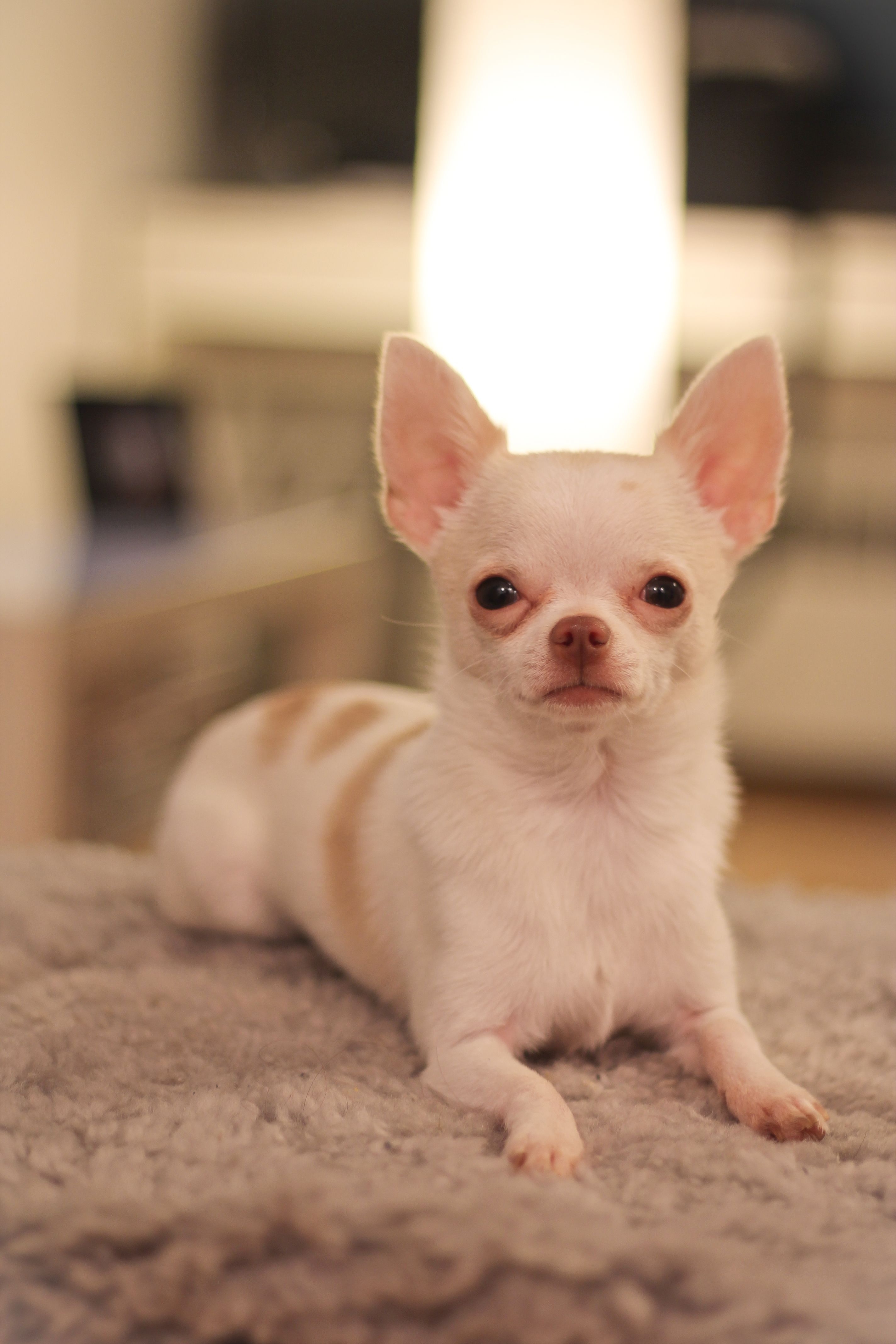 2850x4280 Free download Toy Chihuahua HD Wallpaper Animals Wallpaper, Phone