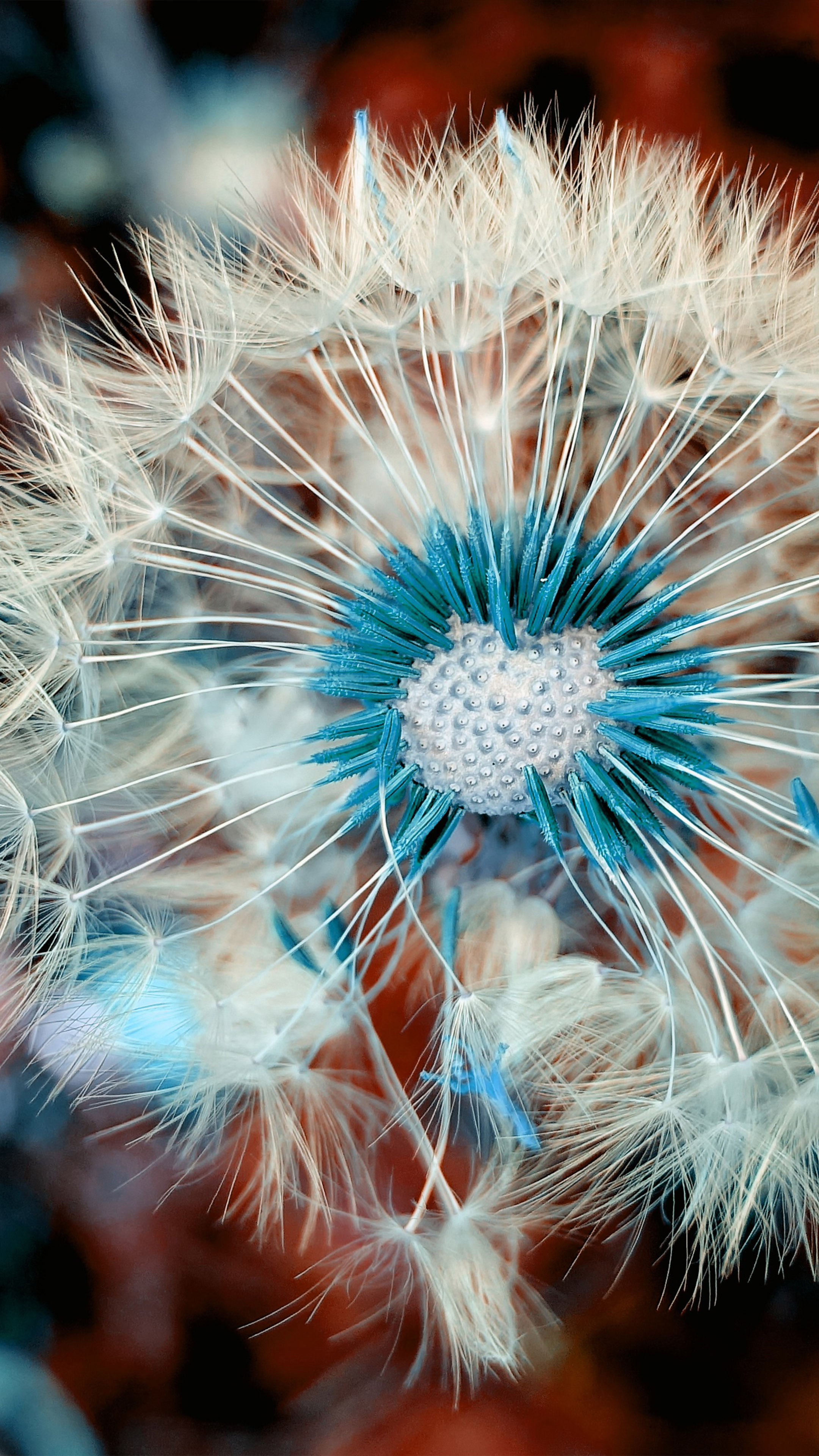 2160x3840 Dandelion Flower Macro Spring Blossom Free 4K Ultra HD Mobile, Phone