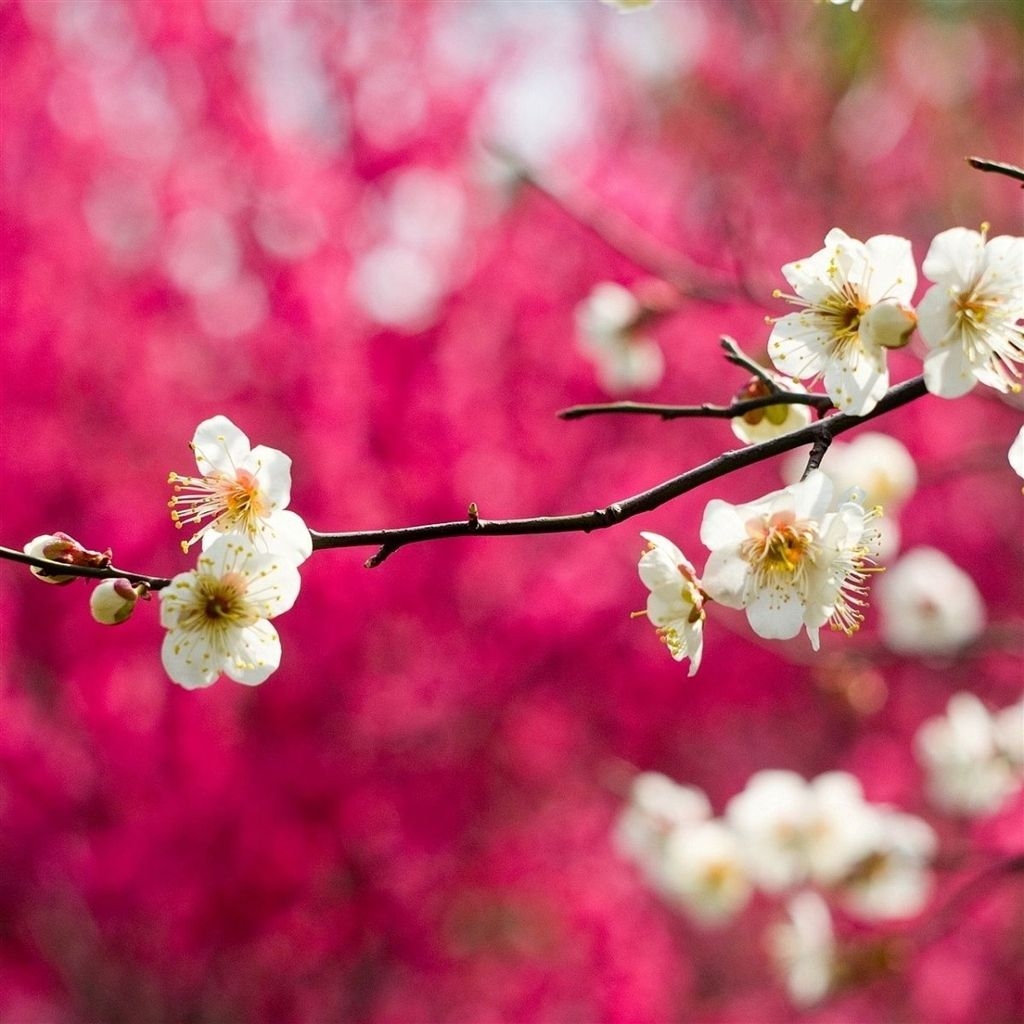 1030x1030 Spring White Blooms iPad Air Wallpaper, Phone