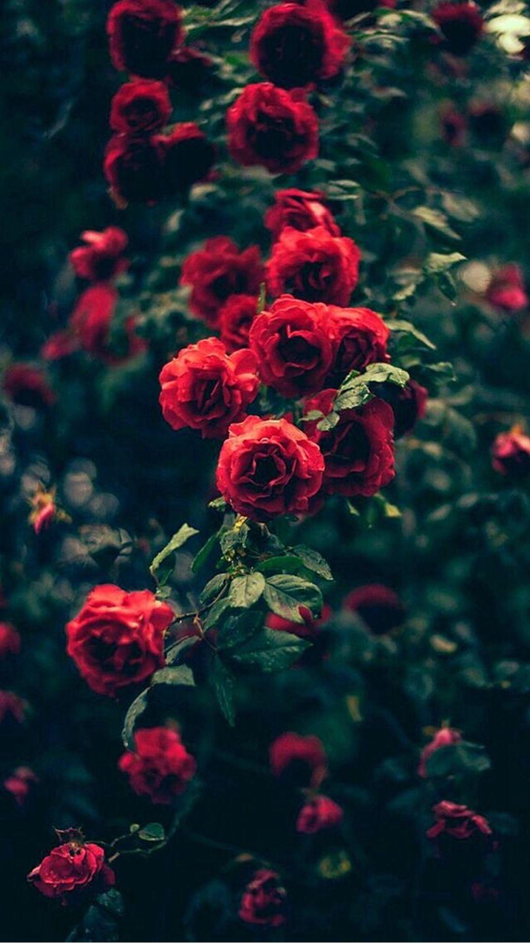 1080x1920 Floral Rose iPhone Wallpaper Free Floral Rose iPhone, Phone