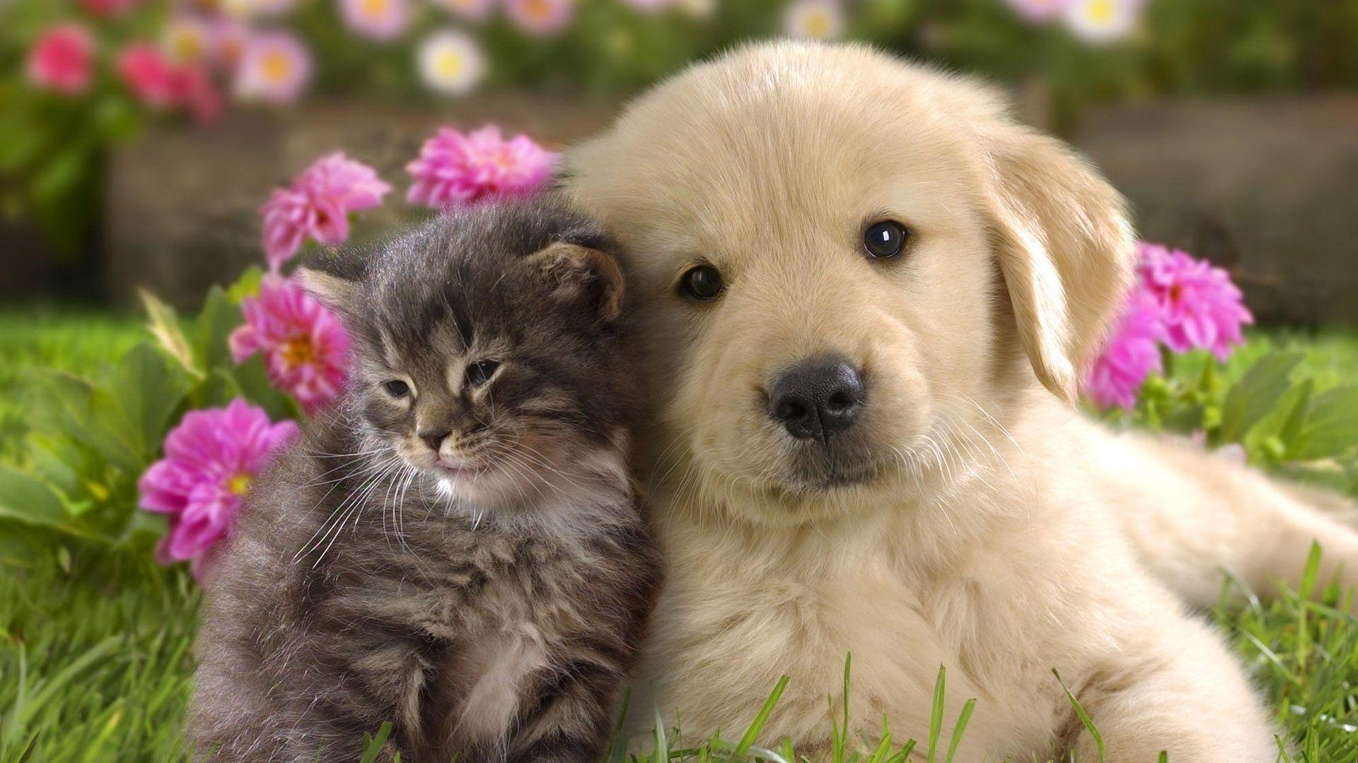 1920x1080 Full HD 1080p Puppy Wallpaper HD, Desktop Background, Desktop