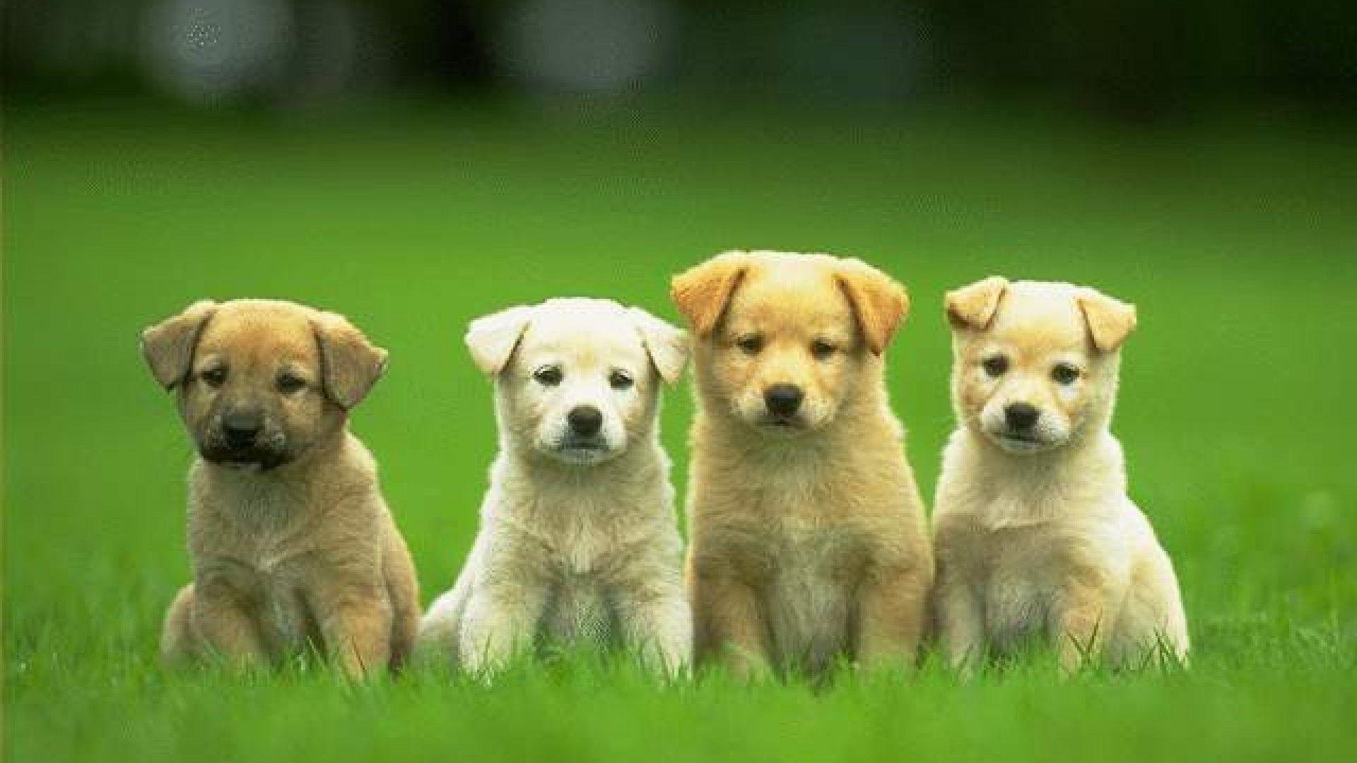 1920x1080 Cute Puppy HD Image, Desktop