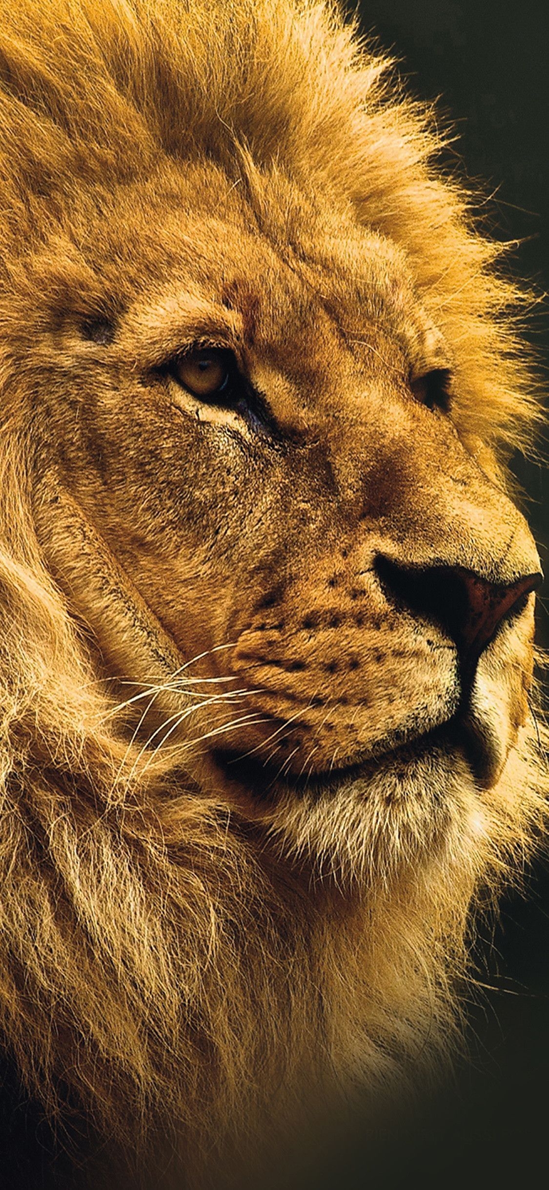 1130x2440 Lion iPhone X Wallpaper Free Lion iPhone X Background, Phone