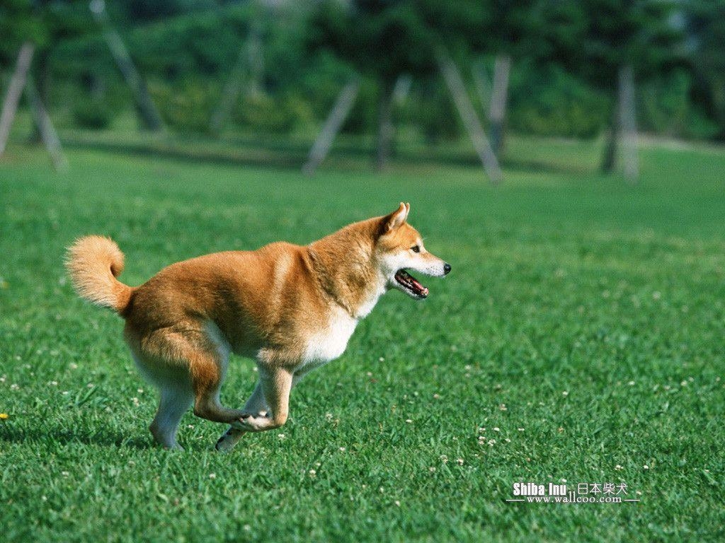 1030x770 Shiba Inu Puppy Photo Inu Dog wallpaper  NO.14, Desktop