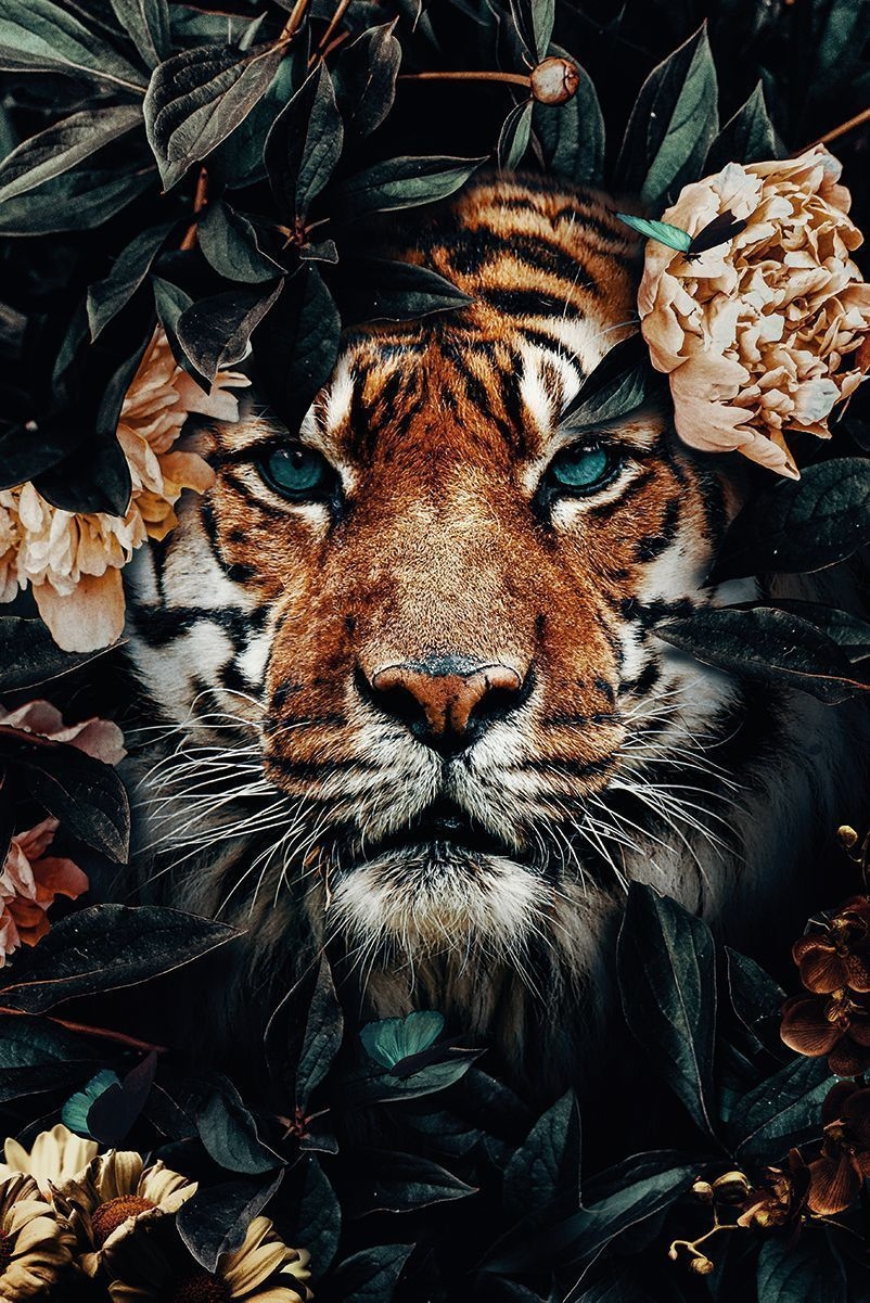 810x1210 Tiger Jungle Poster bestellen - #bestellen #jungle #poster #tiger - #new. Trend. Most beautiful animals, Animal wallpaper, Tiger wallpaper, Phone