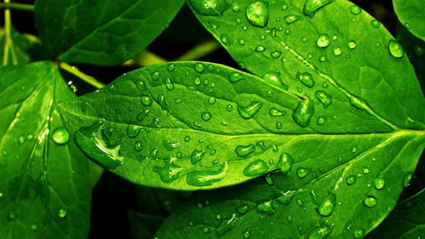 1370x770 Green Color Wallpaper for Desktops that can protect your eyes ideas. green colors, green, wallpaper, Desktop