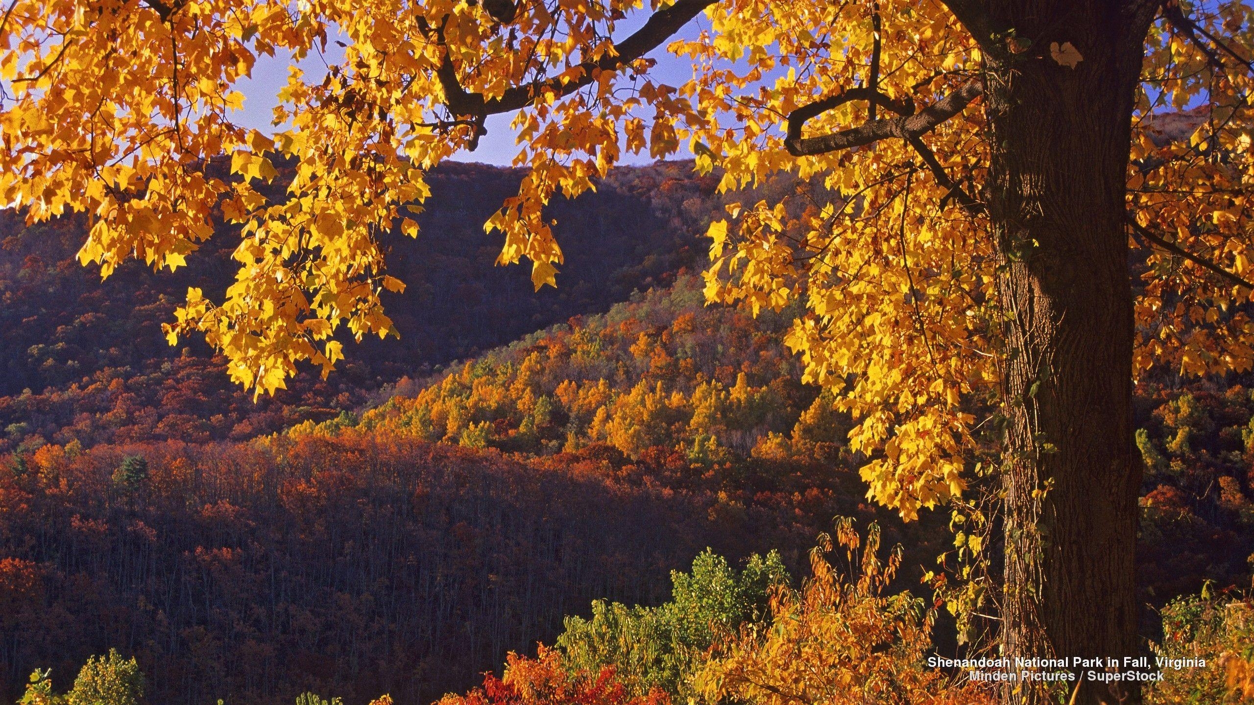 2560x1440 Shenandoah National Park in Virginia Full HD Wallpaper, Desktop