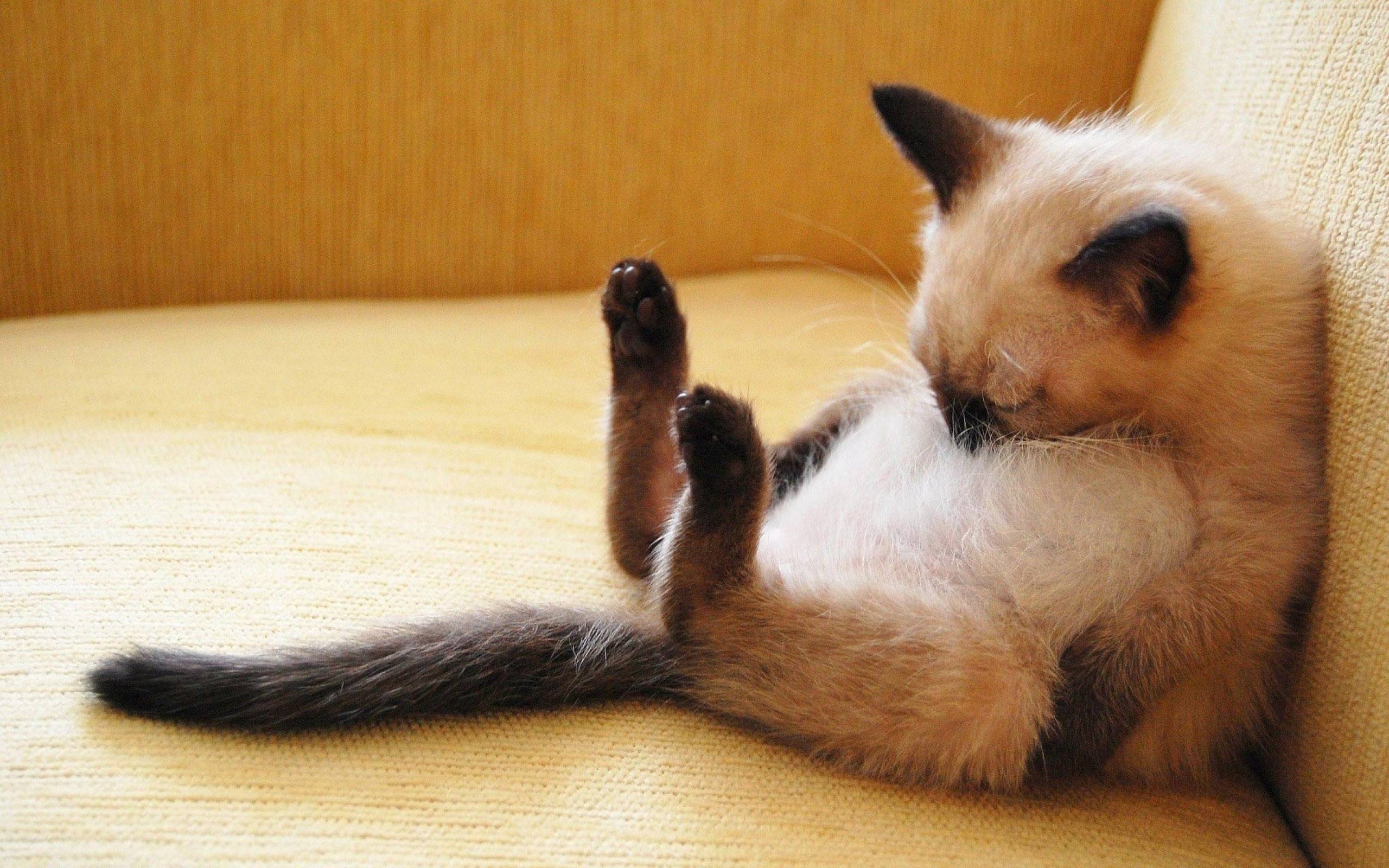 2560x1600 Wallpaper For > Cute Siamese Kittens Wallpaper, Desktop