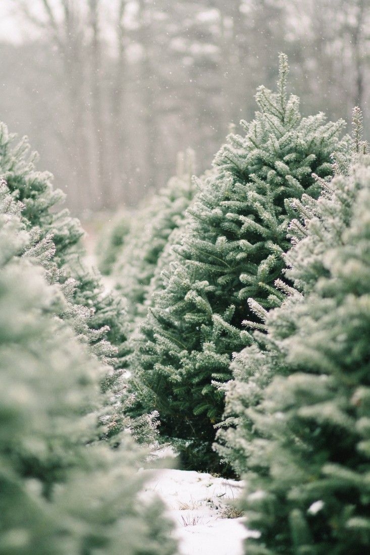 740x1100 Shopper's Diary: A Christmas Tree Farm in Maine. Christmas tree farm, Christmas aesthetic, Winter christmas, Phone