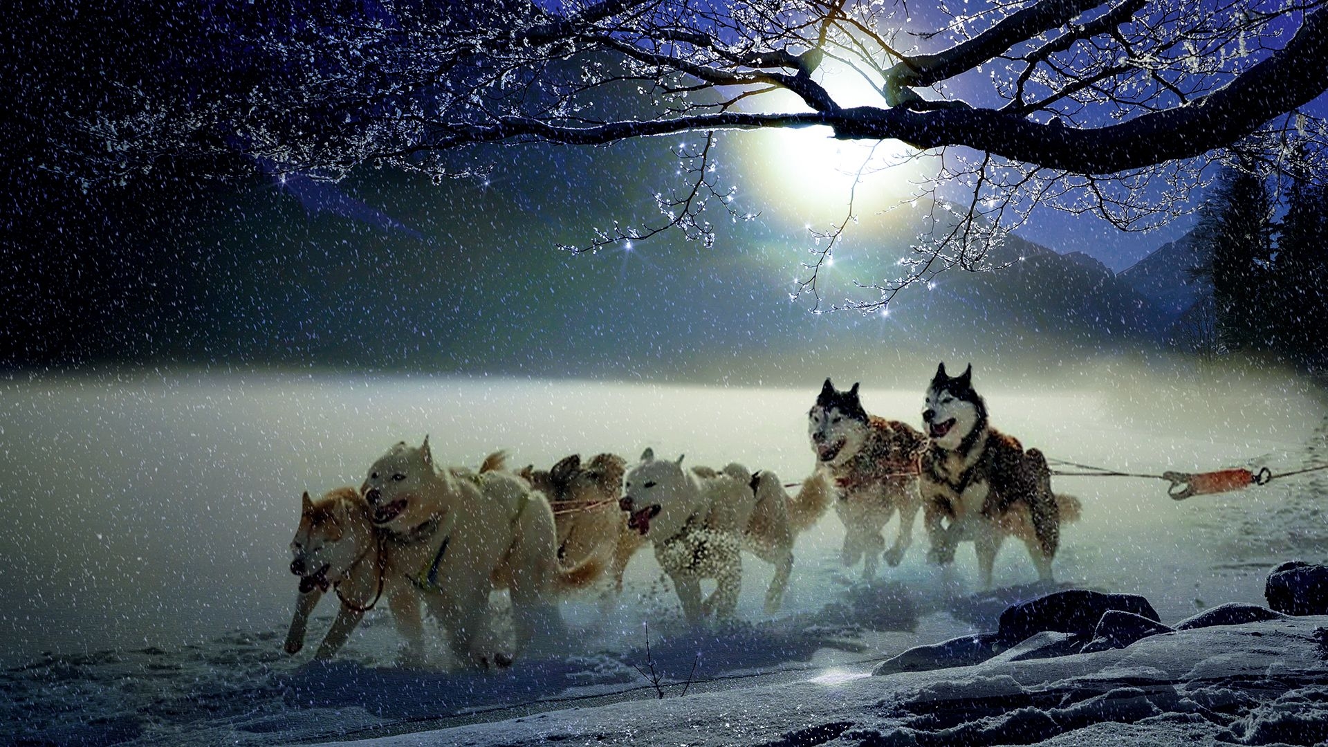 1920x1080 Winter Dogs Chromebook Wallpaper, Desktop