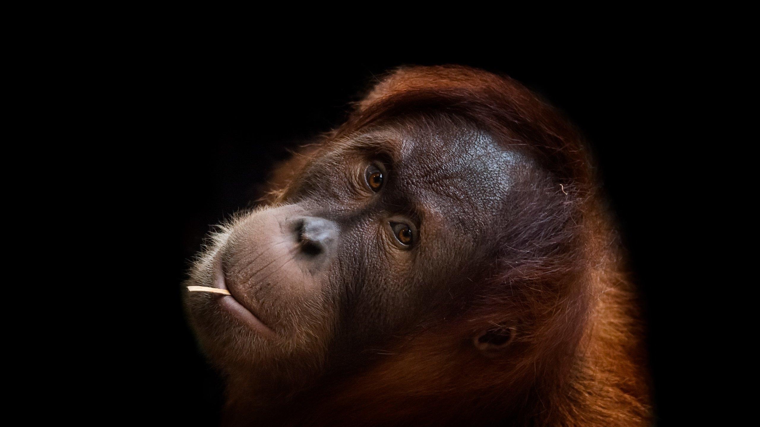 2560x1440 Orangutan wallpaper  desktop background, Desktop