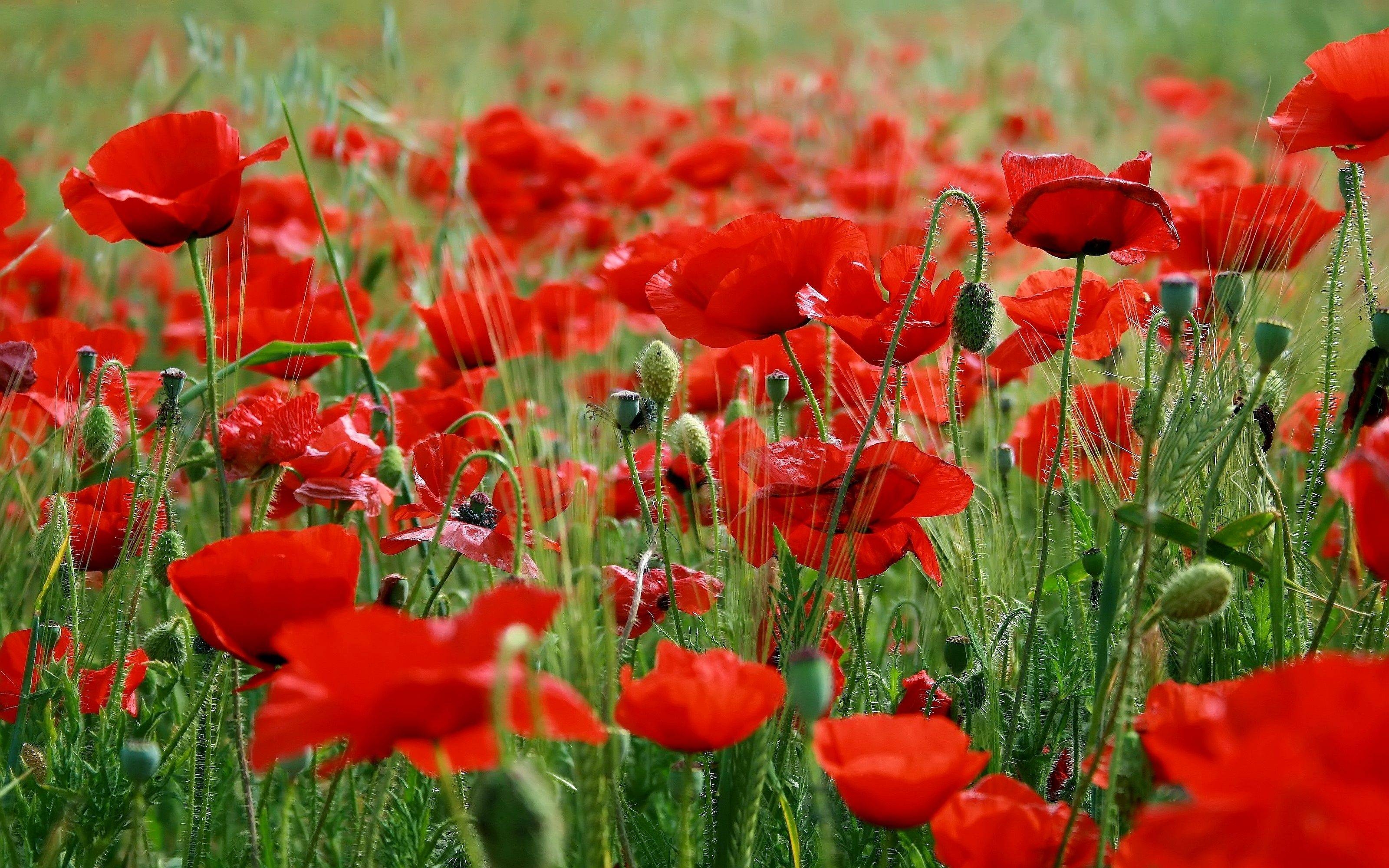 3200x2000 Pix For > Poppy Flower Field Wallpaper, Desktop