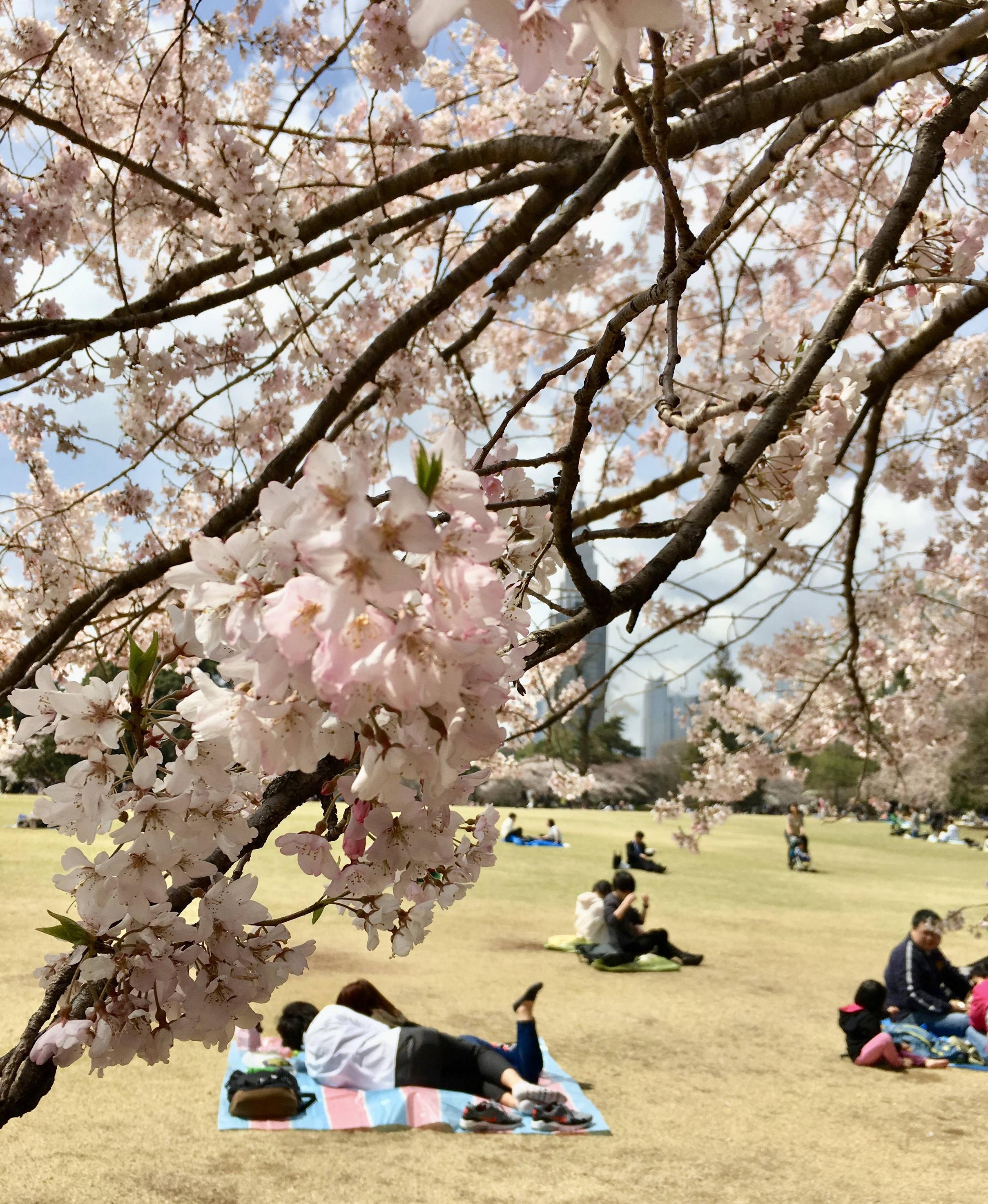 2420x2950 Cherry Blossom Viewing at Shinjuku Gyoen E, Phone