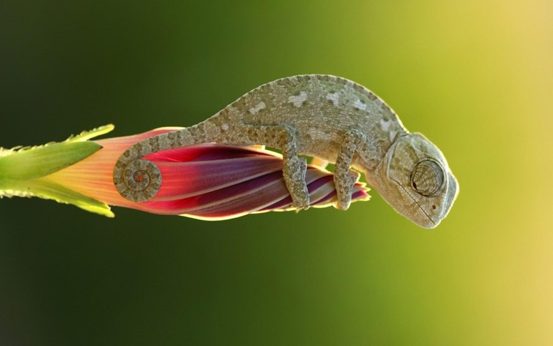 1920x1200 Chameleon HD Wallpaper, Desktop