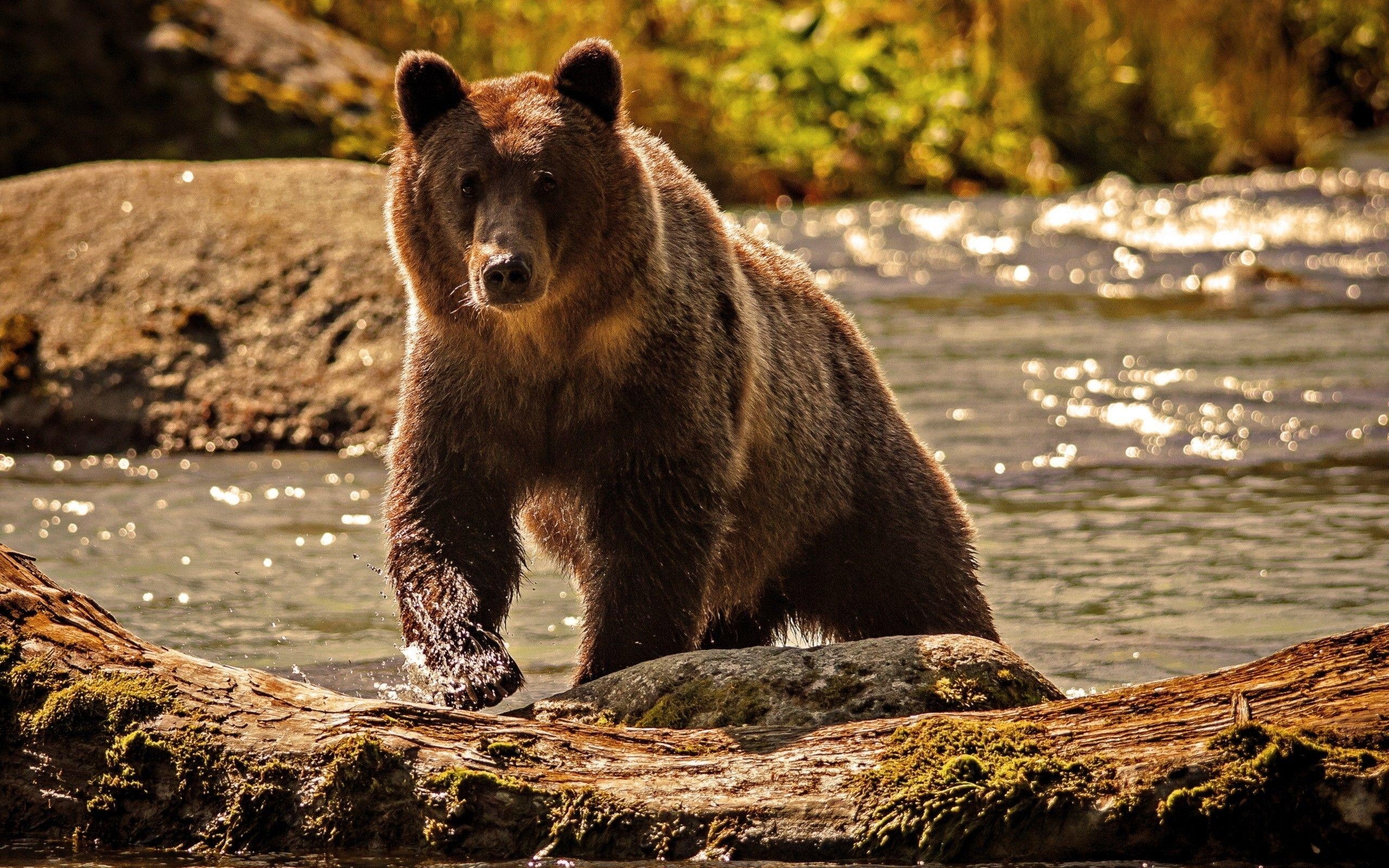 2560x1600 Baby Grizzly Bears, Desktop