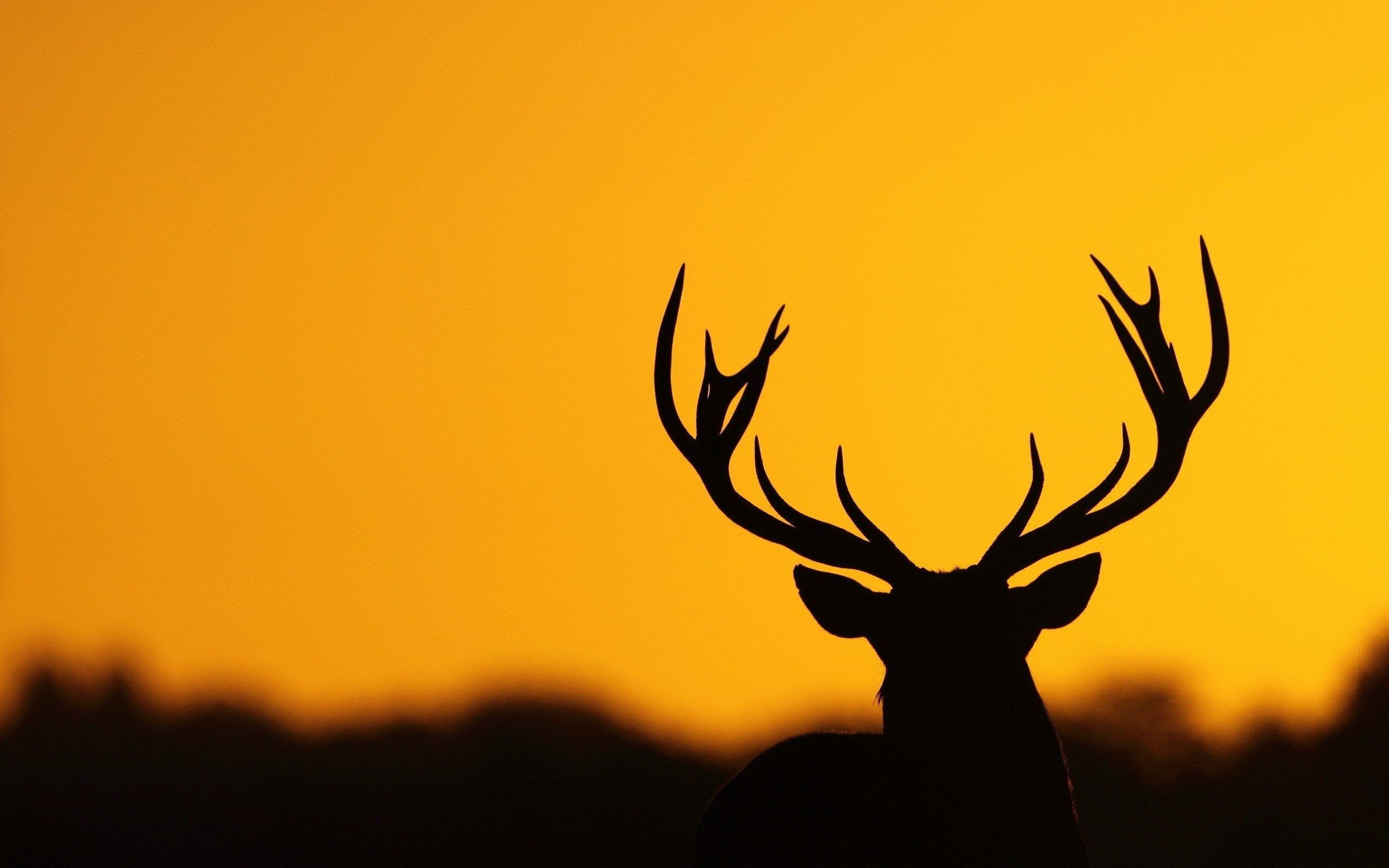 2560x1600 Deer silhouette Wallpaper. High Quality Wallpaper, Desktop