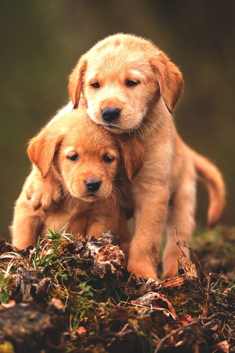 750x1130 cute, Baby, Animal, Dogs Wallpaper HD / Desktop and Mobile Background, Phone