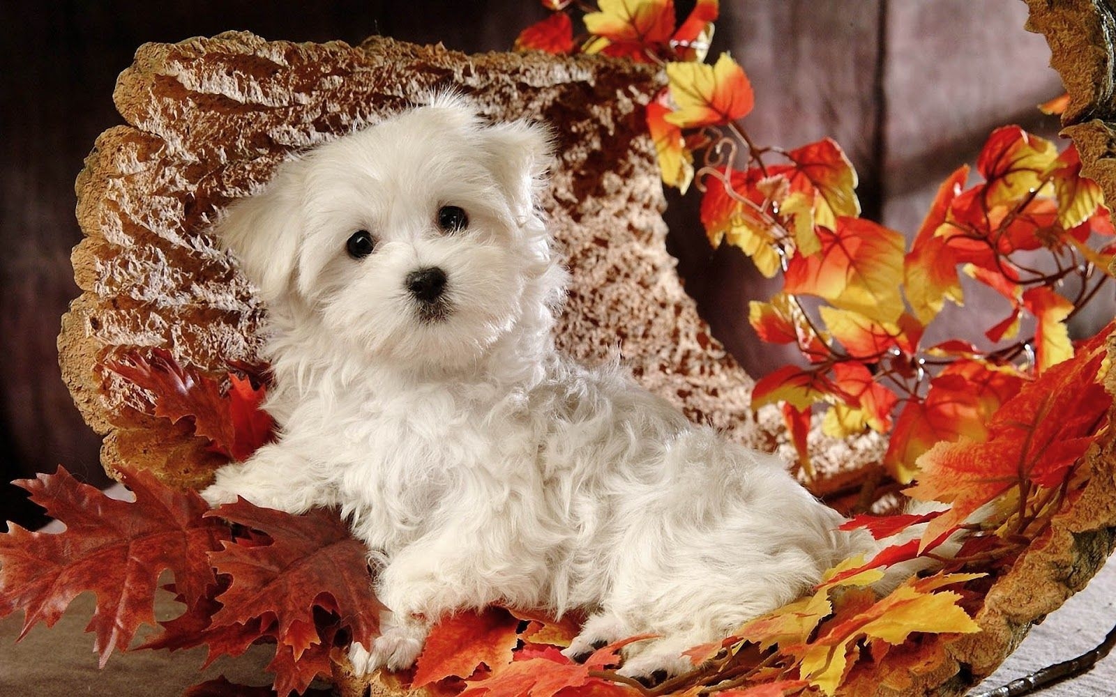 1600x1000 Maltese (Puppy, Cute, White) HD Dog Wallpaper with a, Desktop