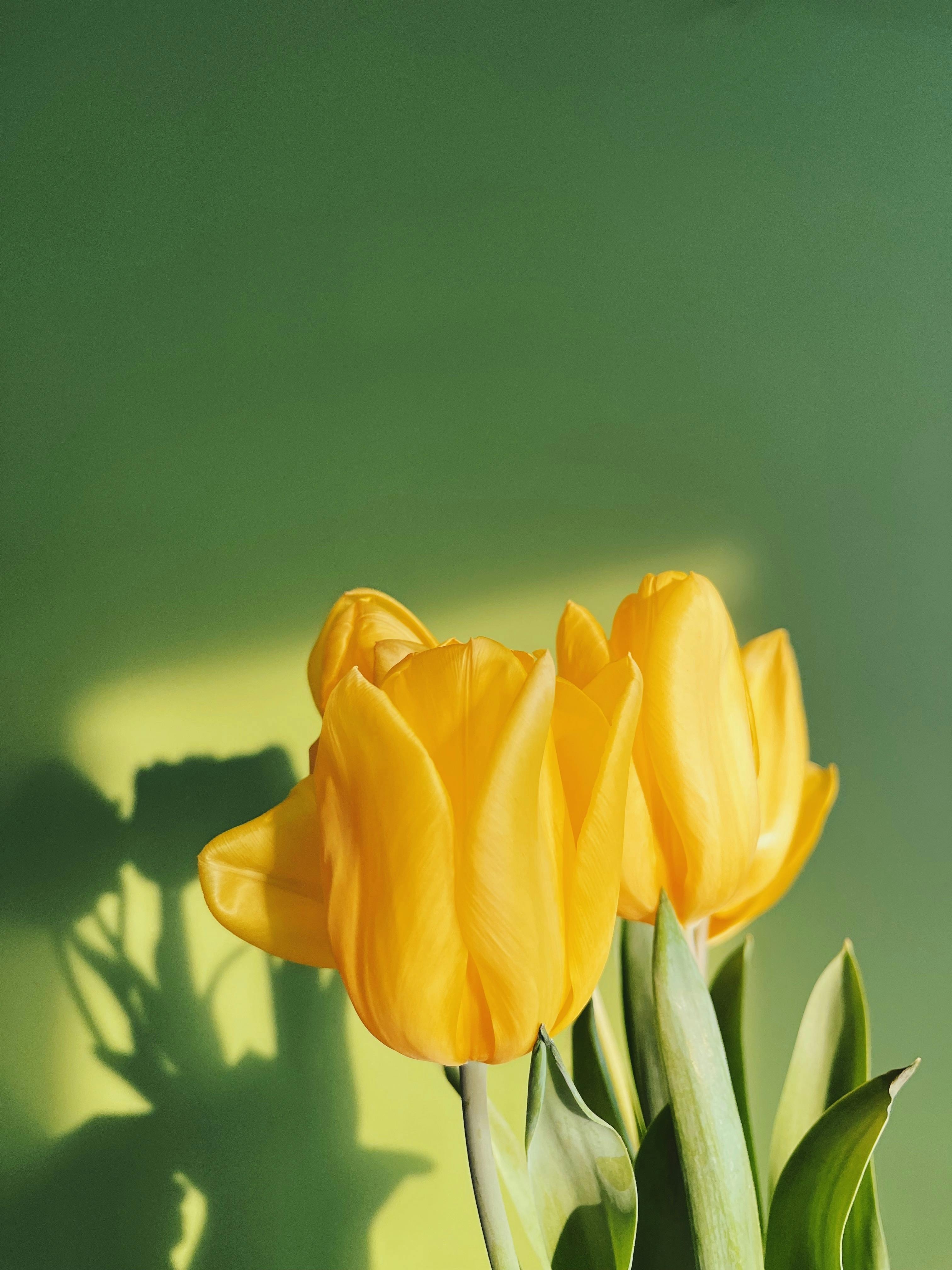 3030x4040 Yellow Tulips Photo, Download The BEST, Phone