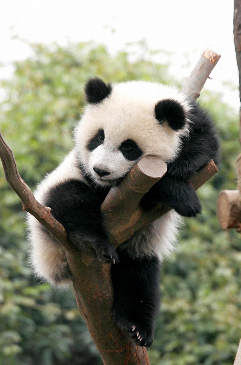 830x1260 Cute baby panda Wallpaper Mobile Walls, Phone