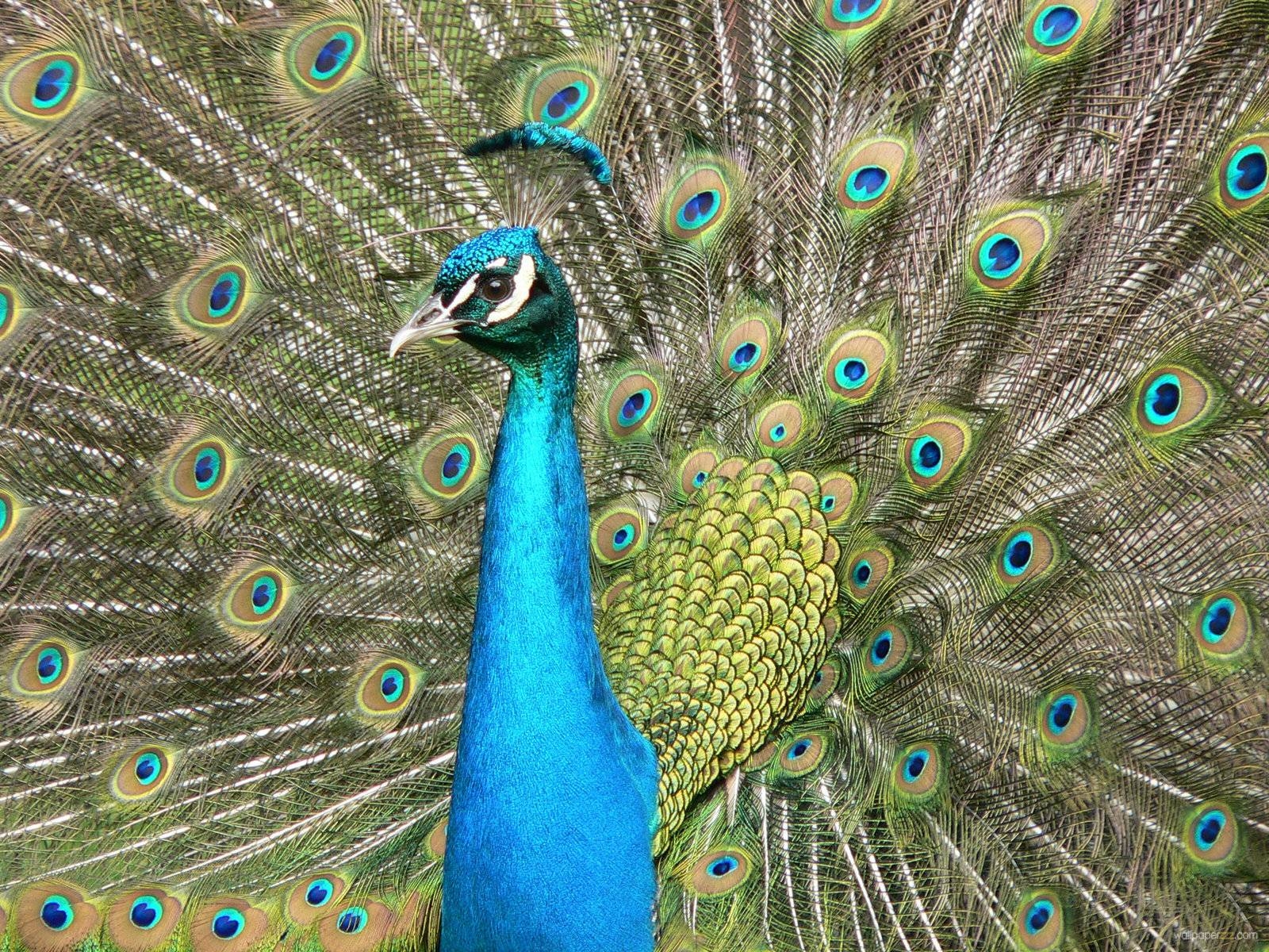 1600x1200 Download Beautiful Peacock Free Download Wallpaper. Full HD, Desktop