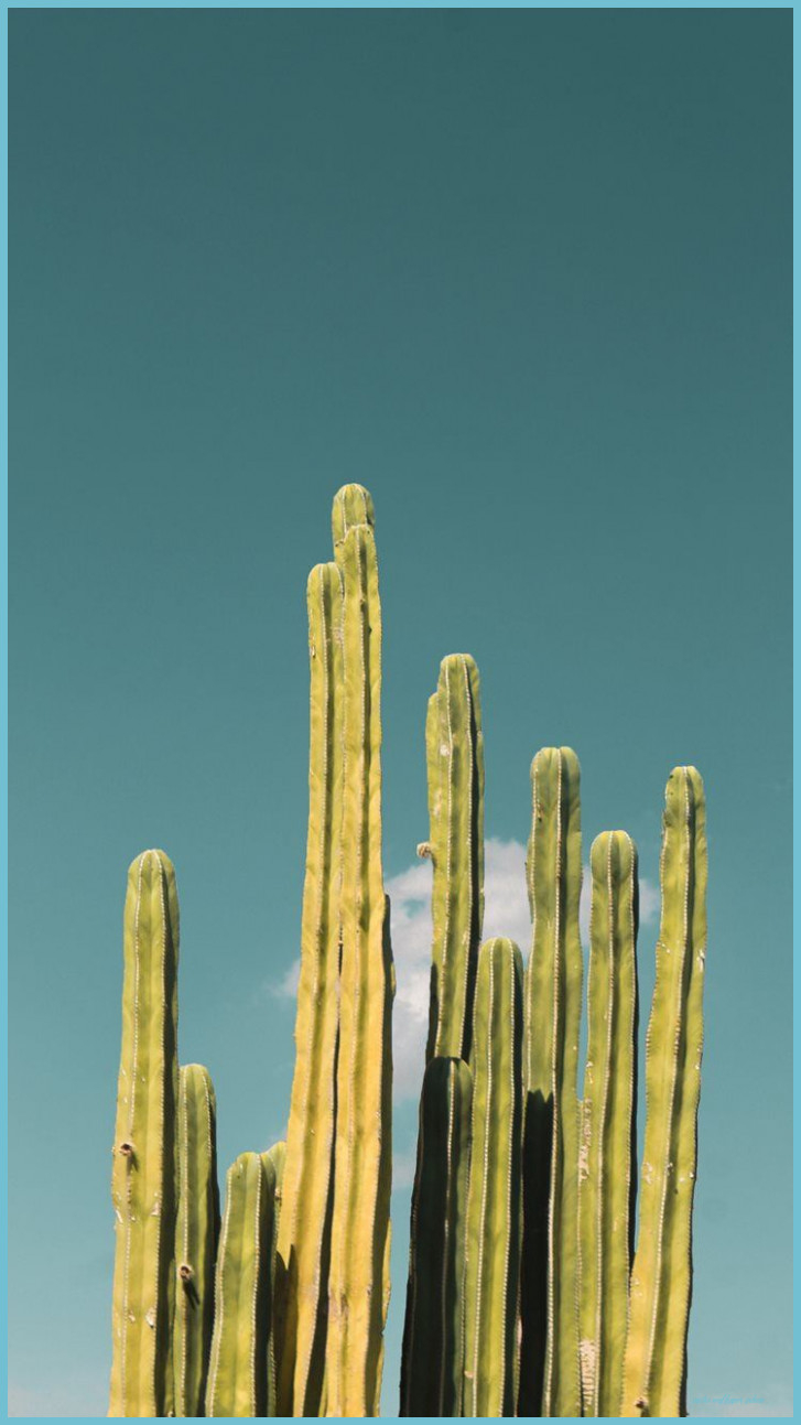 730x1300 Cactus IPhone 8 Wallpaper Free Download Wallpaper iPhone, Phone