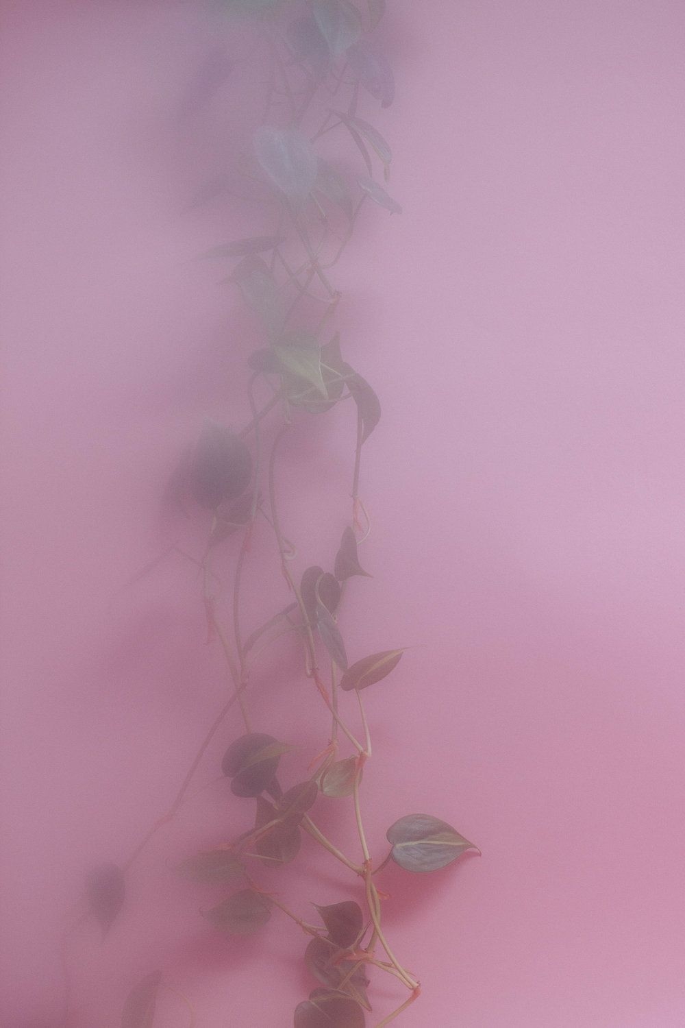 1000x1500 Plants on pink, Phone