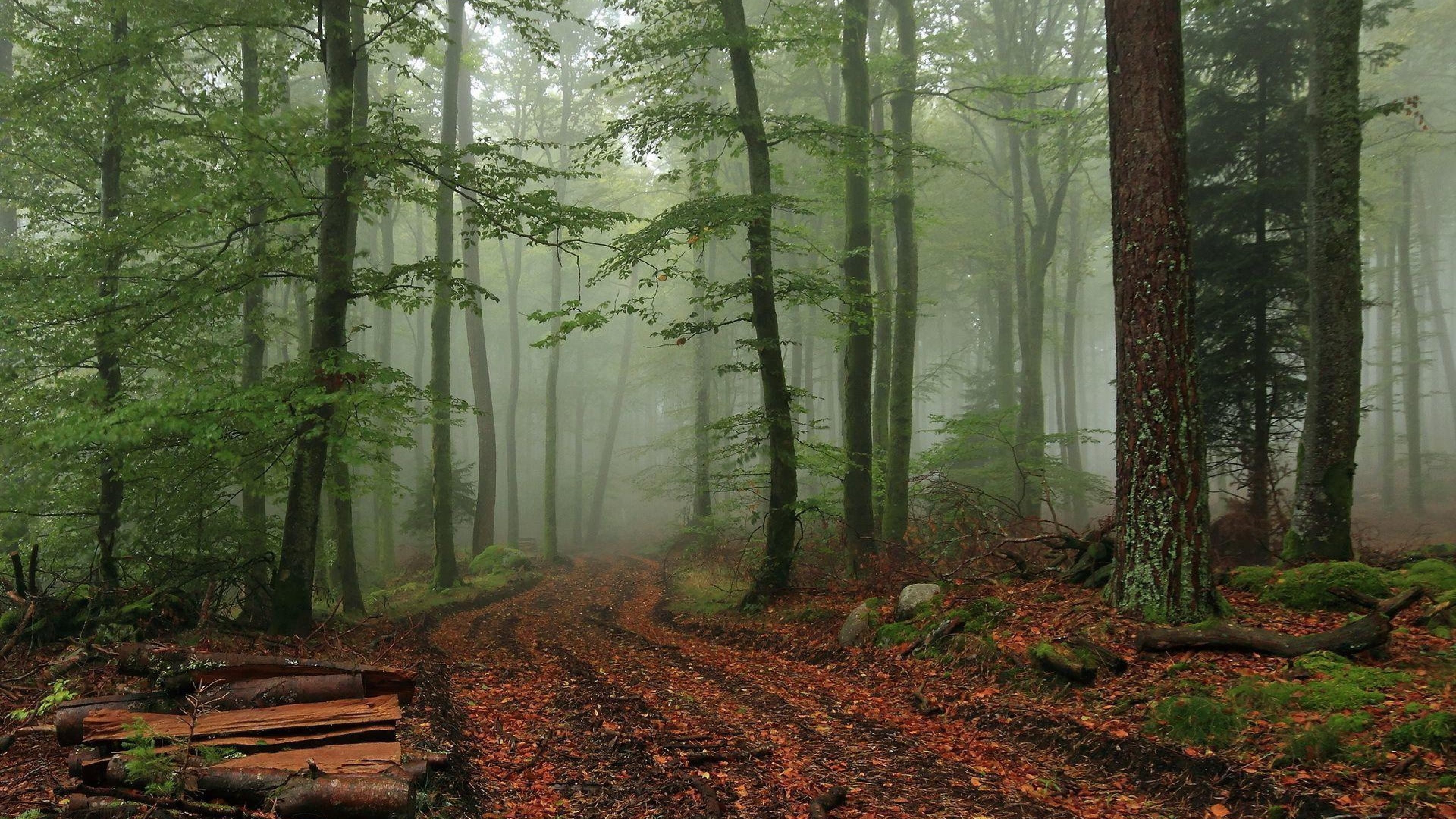 3840x2160 Foggy forest Wallpaper Inspirational Fog Wallpaper Feelgrafix, Desktop