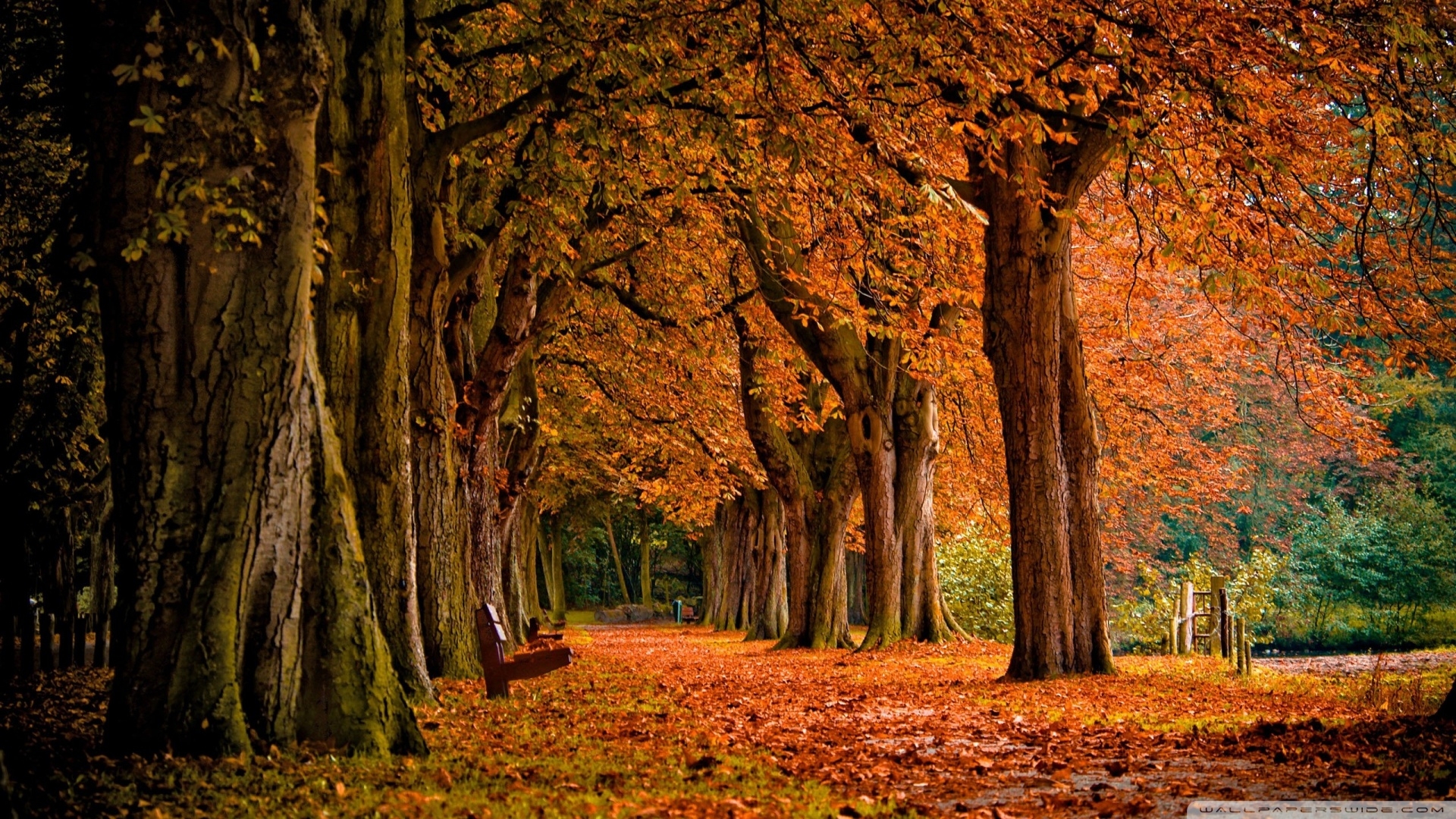 1920x1080 Download Park Autumn Wallpaper, Desktop