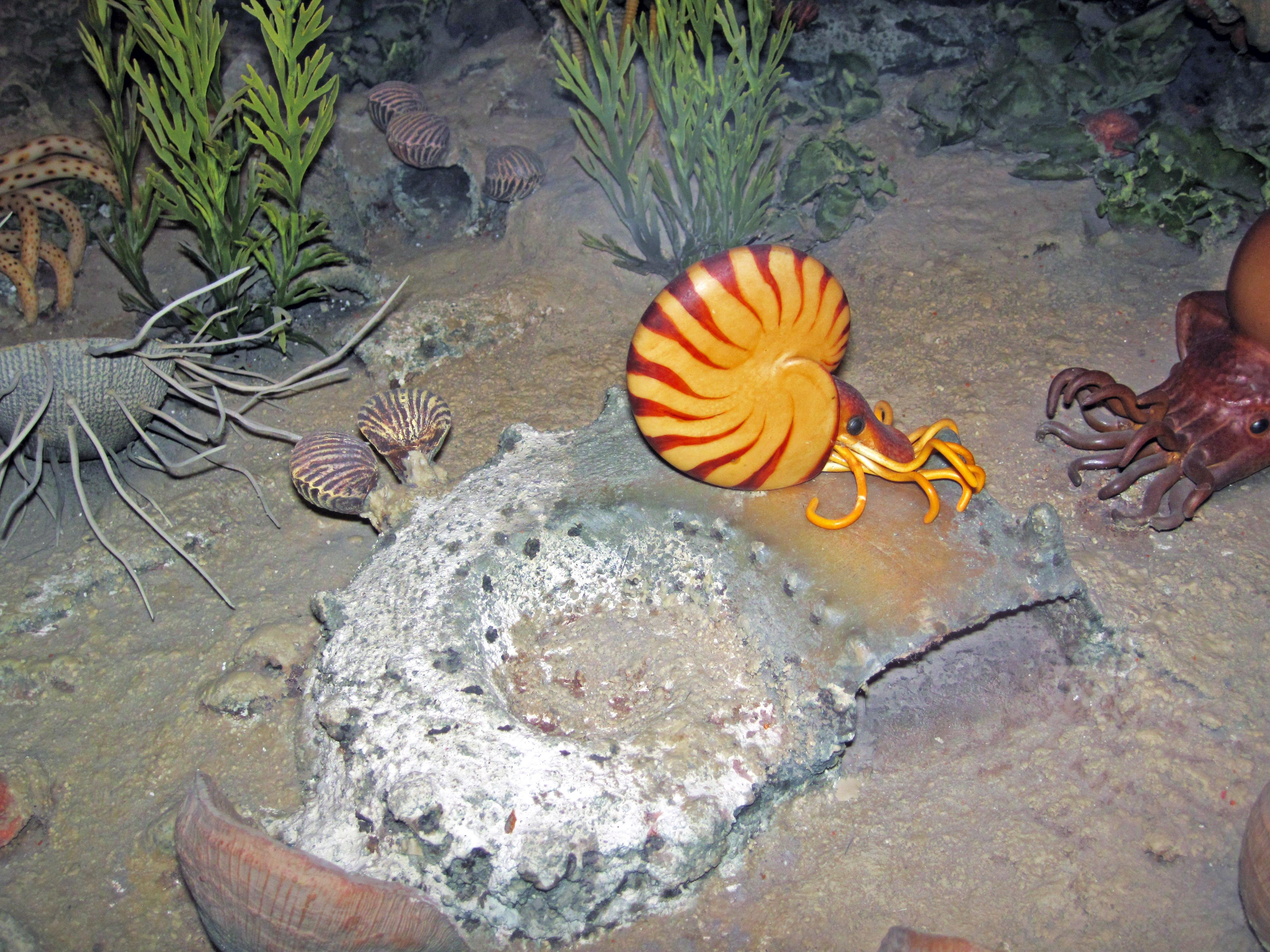 4000x3000 Diorama of a Pennsylanian seafloor, Desktop