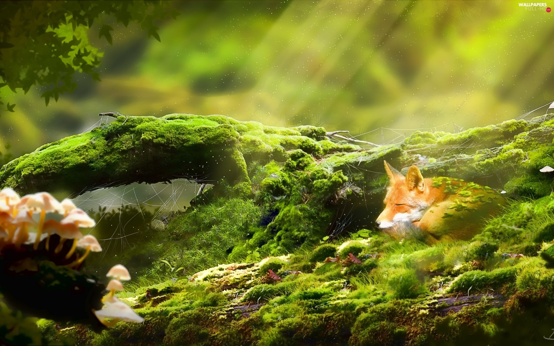 1920x1200 Sun Rays Fox Green Full HD Wallpaper Relaxing Desktop Background HD Wallpaper, Desktop