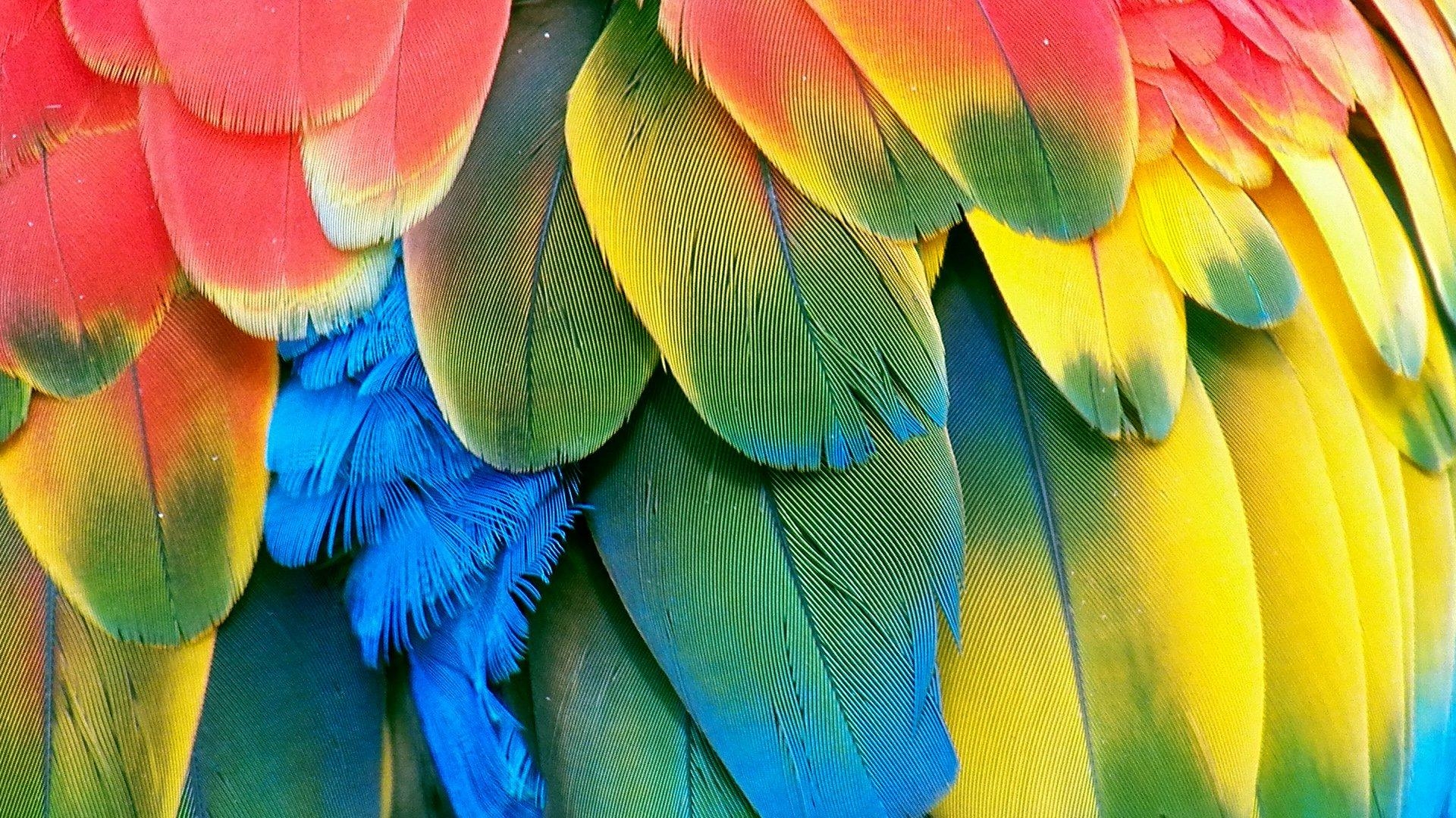 1920x1080 Macaw parrot bird tropical (93) wallpaperx1080, Desktop