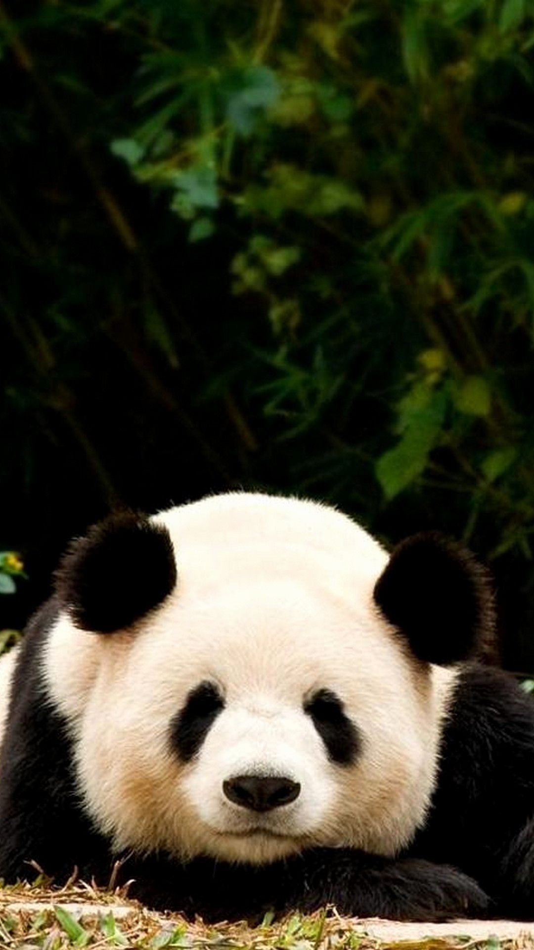 1080x1920 Panda iPhone Wallpaper Free Panda iPhone Background, Phone