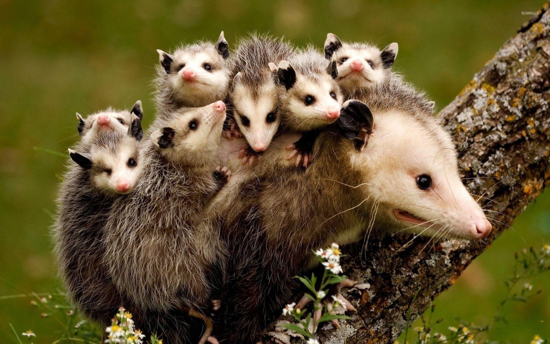 1920x1200 Possum family wallpaper wallpaper, Desktop