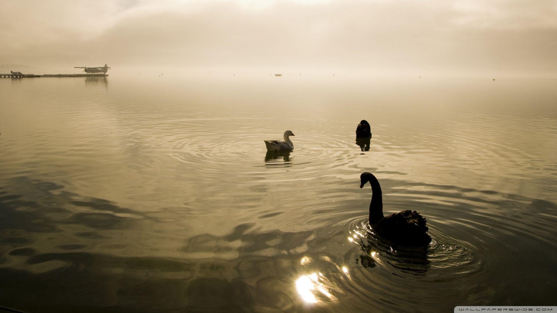 1920x1080 Two Swans And A Goose HD desktop wallpaper, High Definition, Desktop