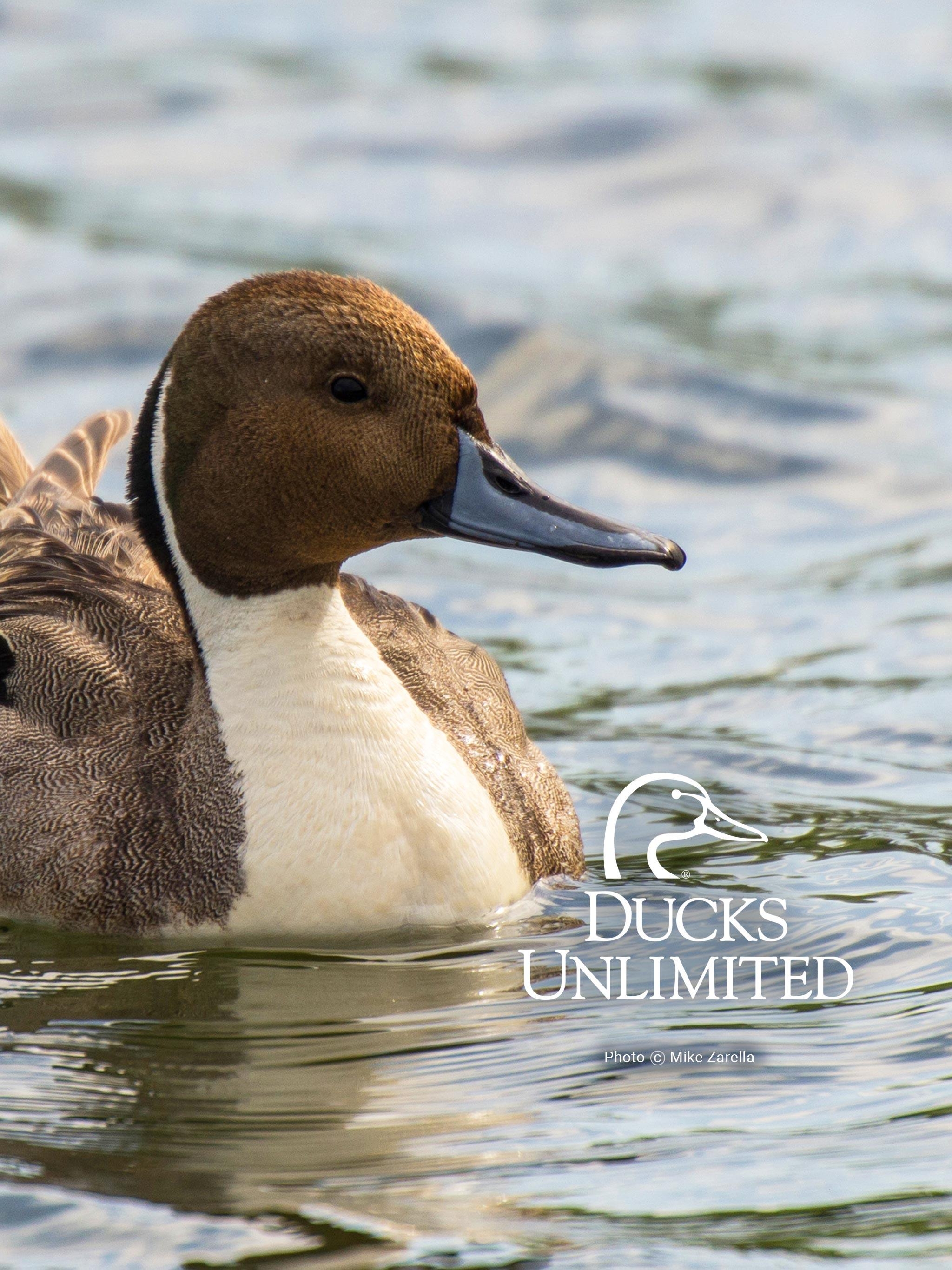 2050x2740 Ducks Unlimited Mobile Wallpaper, Phone