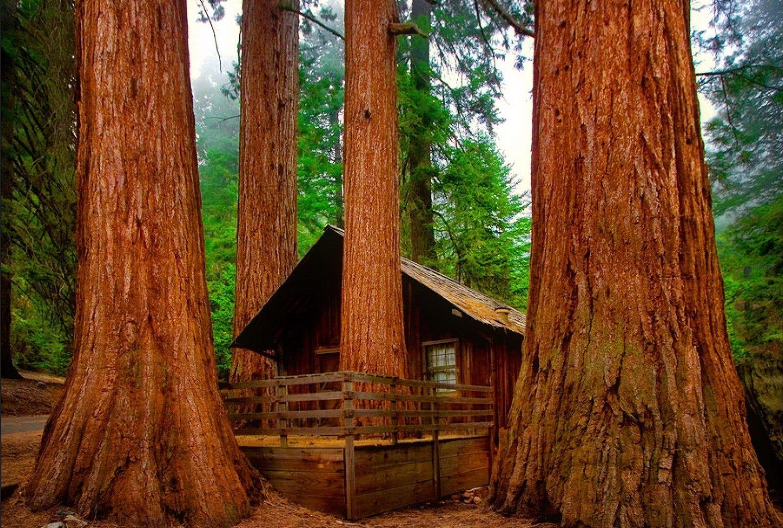 1600x1080 Sequoia Tag wallpaper: Sequoi Nature Forest Brown Wood Tree, Desktop