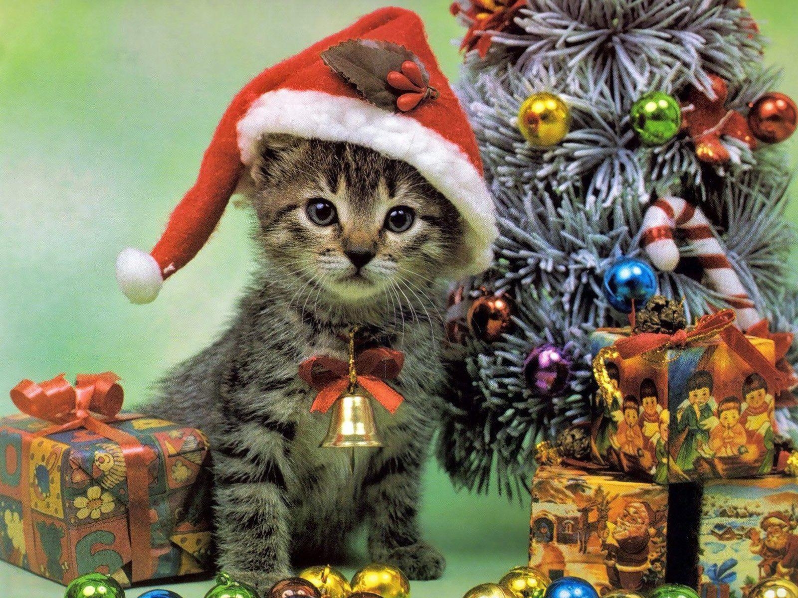 1600x1200 Kitten with christmas gifts. HD Windows Wallpaper, Desktop