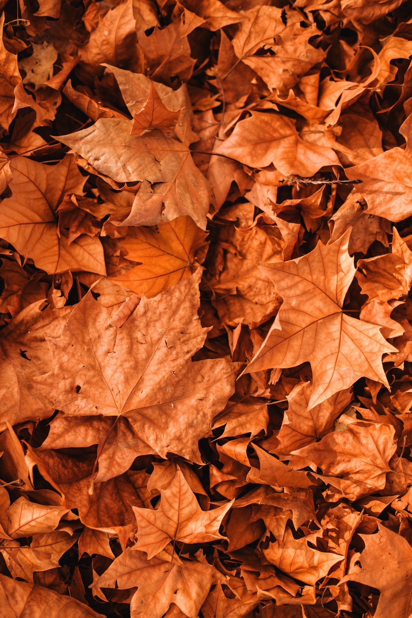 1440x2160 Free Amazing Fall Wallpaper For iPhone, Phone