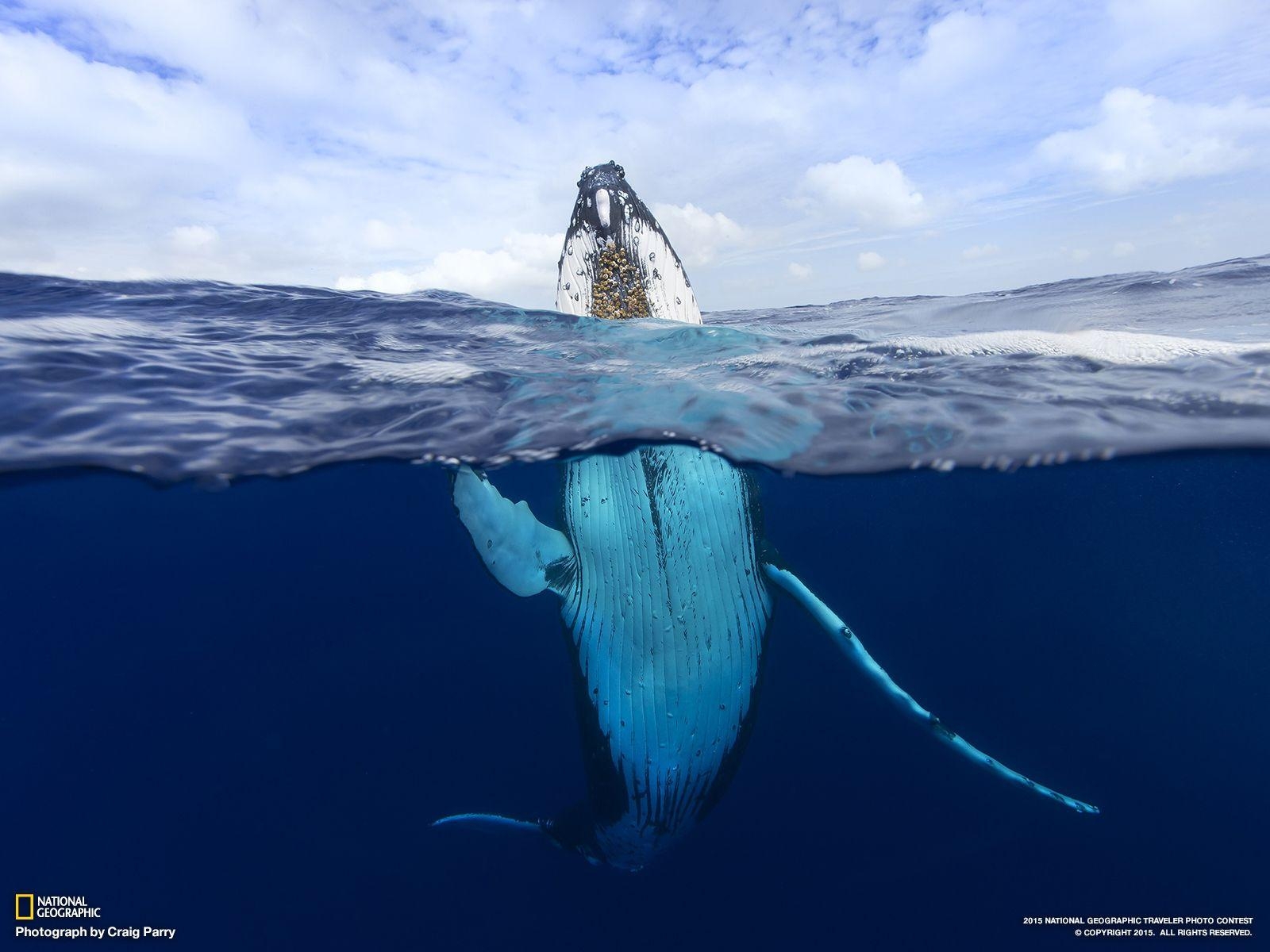 1600x1200 Humpback Whale, Tonga, Desktop