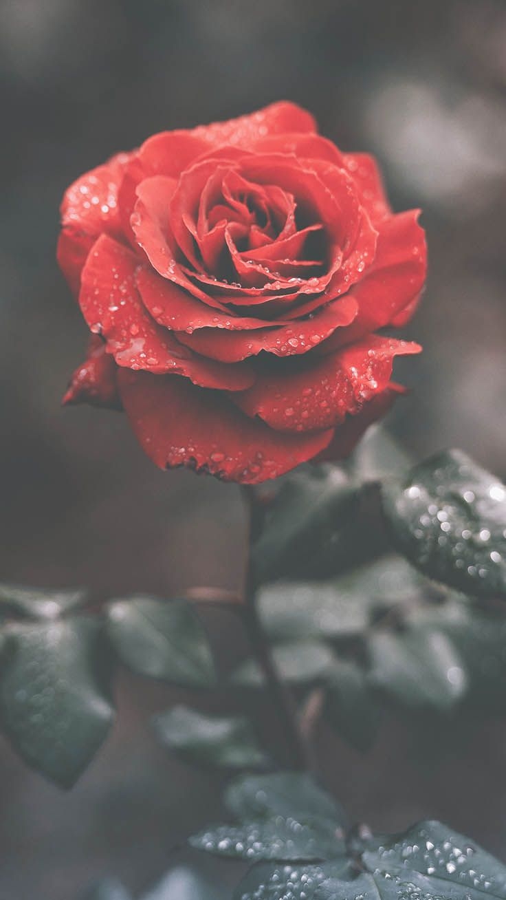 740x1310 Pretty Red Wallpaper For Your Red iPhone XR, Phone