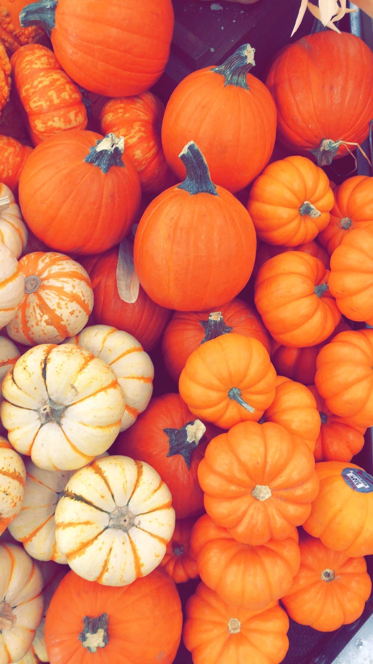 1250x2210 Fall Pumpkin wallpaper. Pumpkin wallpaper, iPhone wallpaper fall, Fall wallpaper, Phone